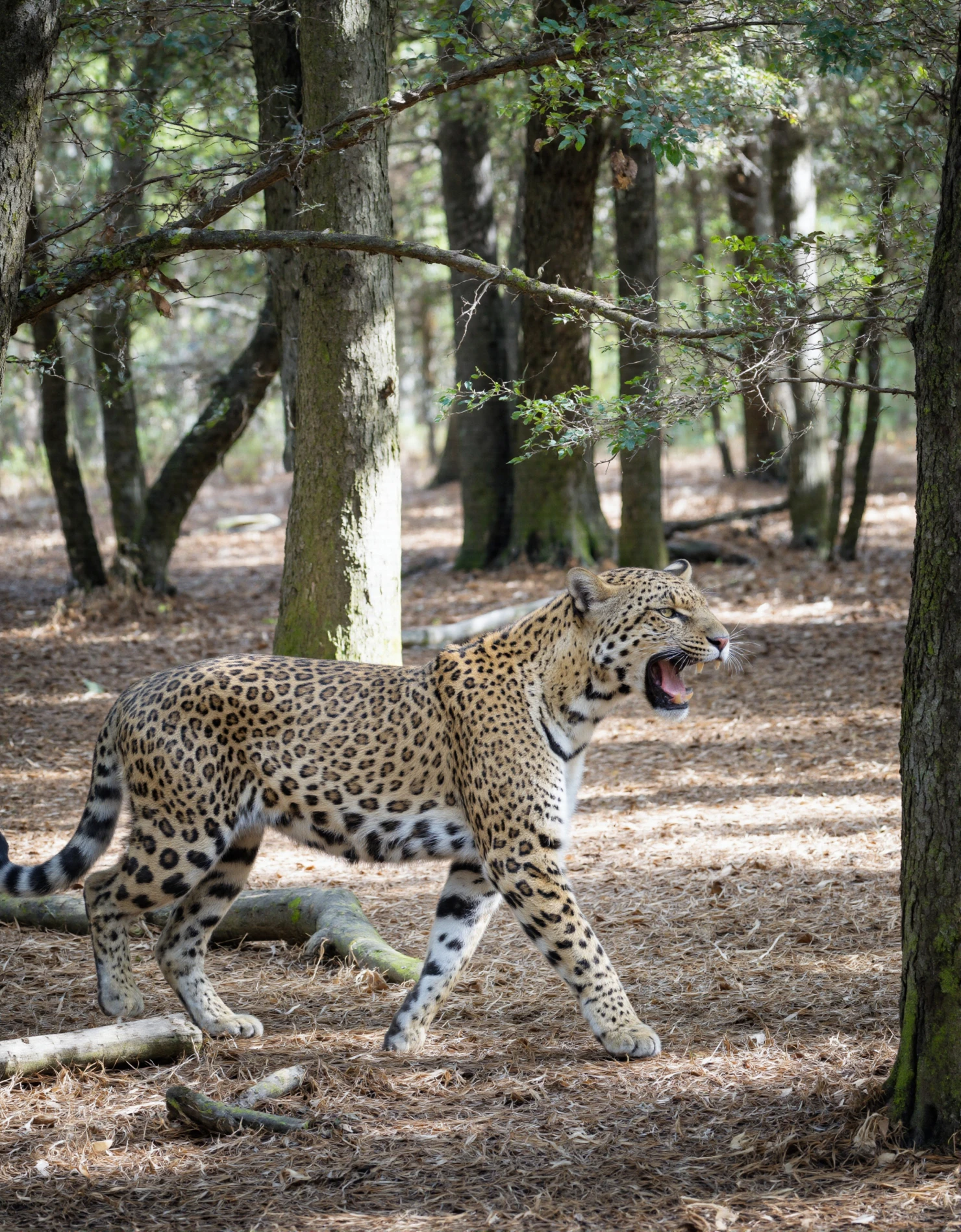 Leopard Yawning in a Sunny Forest #40636