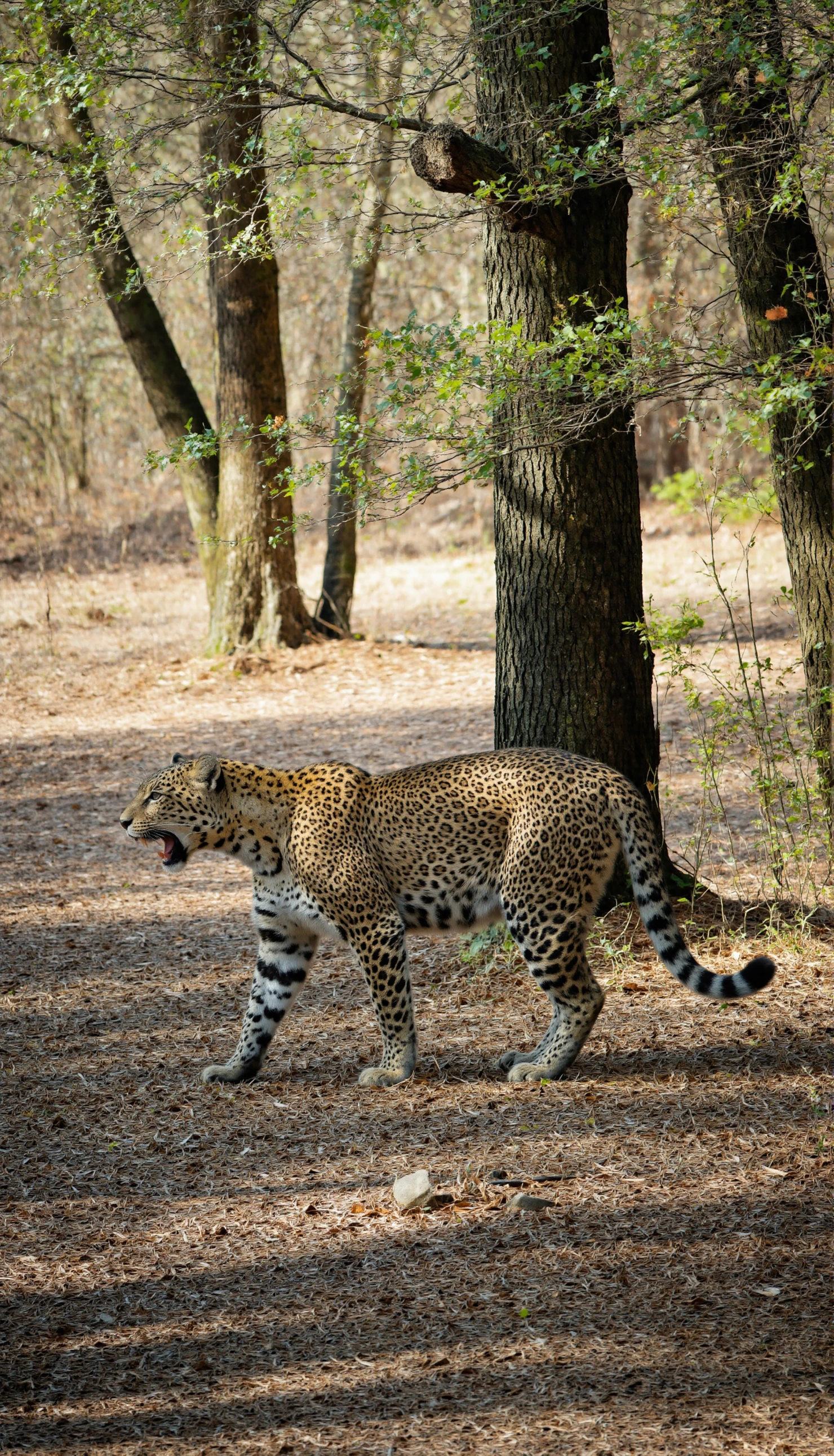 Leopard Strolling Through a Sun-Dappled Forest #40637