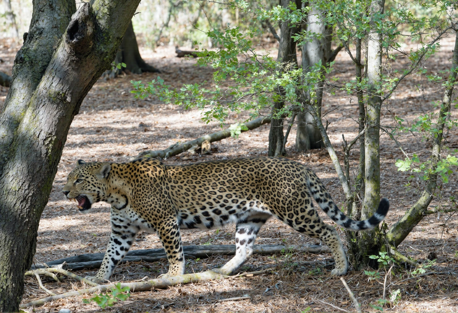 Leopard on the Prowl in a Sun-Dappled Forest #40638