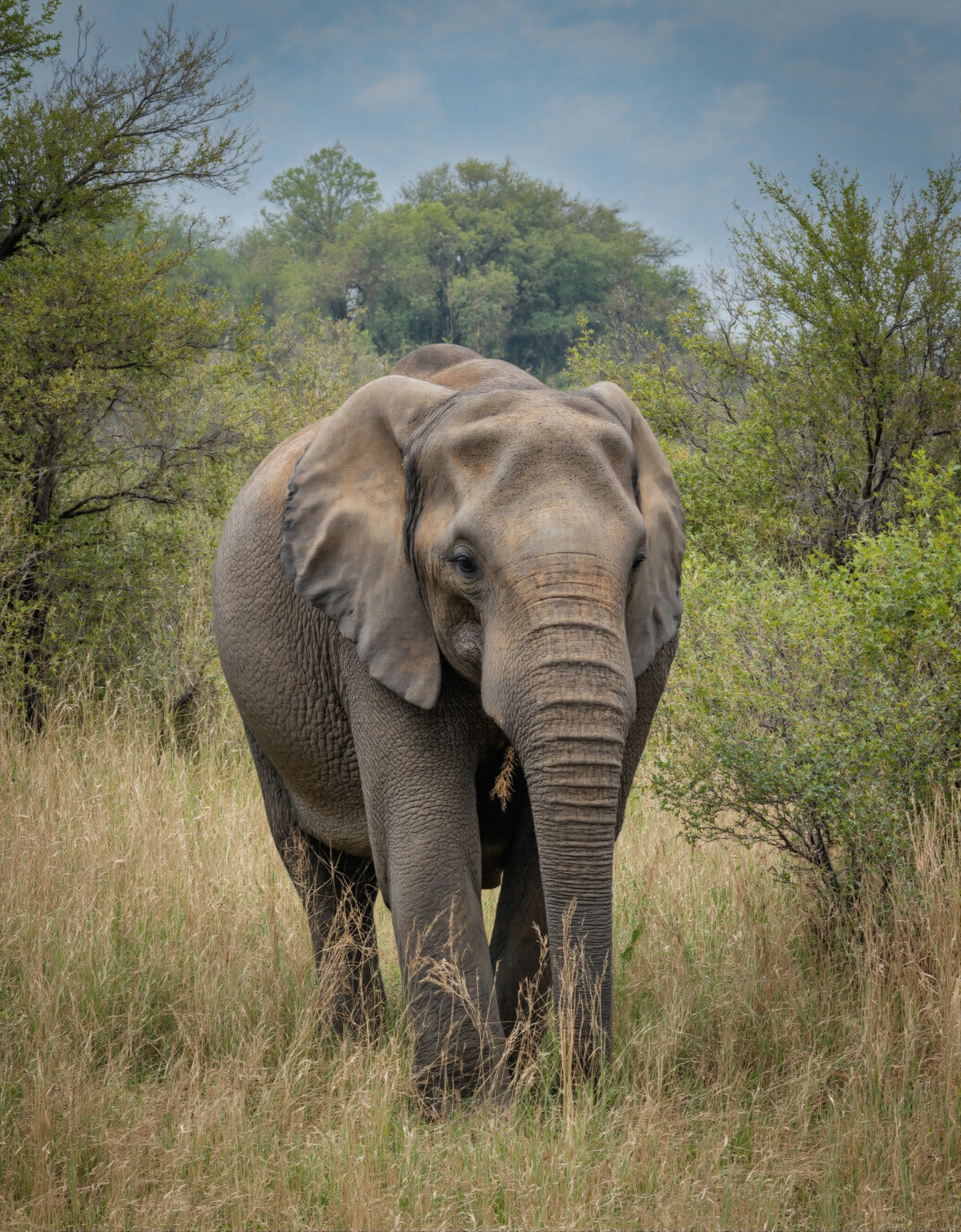 Majestic African Elephant in its Natural Habitat #40643