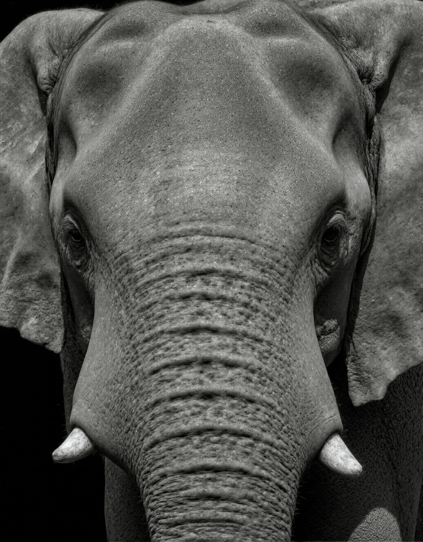 Majestic Elephant Portrait in Grayscale #40644