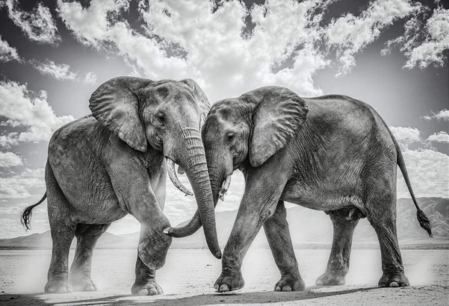 two African Elephants in Black and White #40645