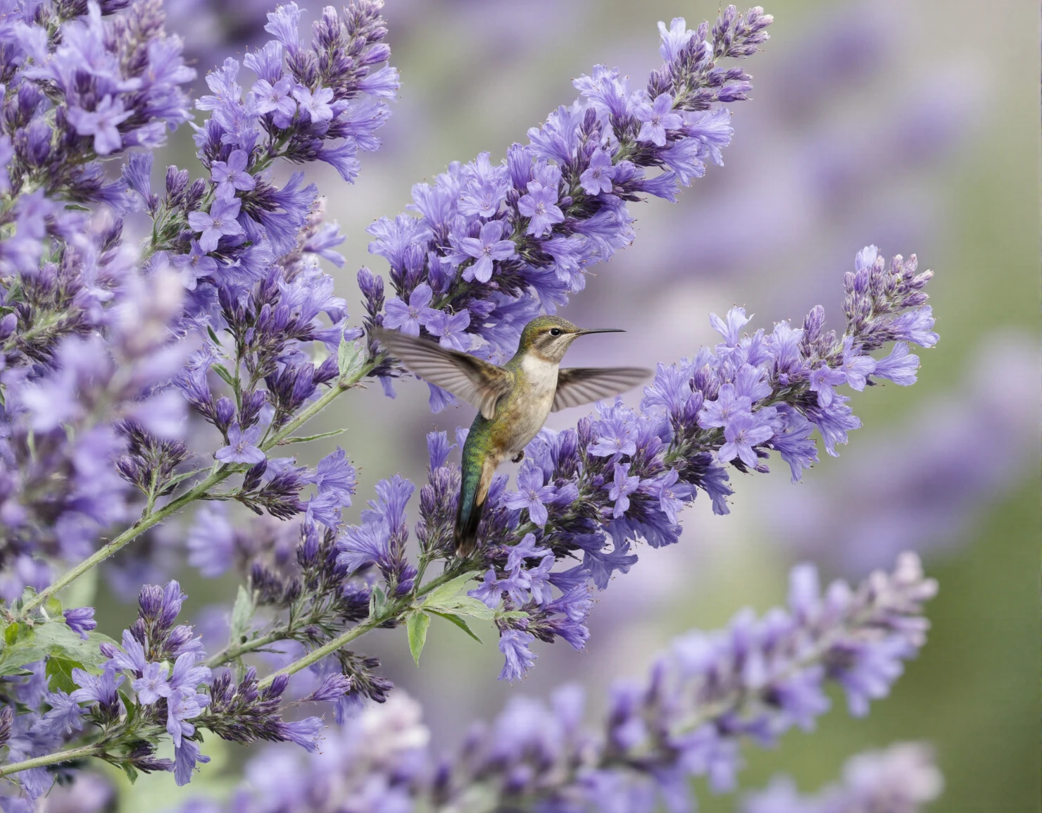 Hummingbird Hovering Among Vibrant Purple Lavender Flowers #40646