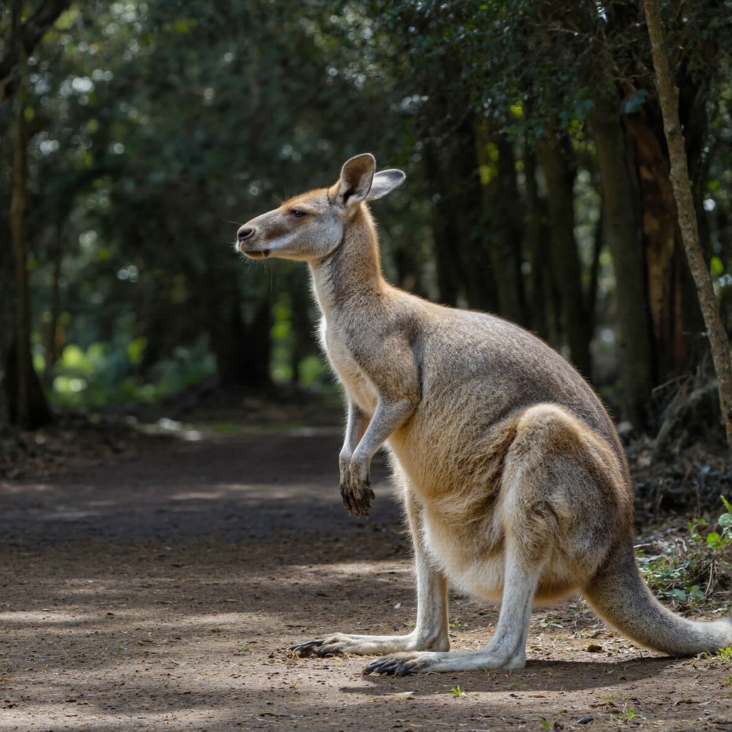 Kangaroo standing on a dirt path in a sunlit forest #40652