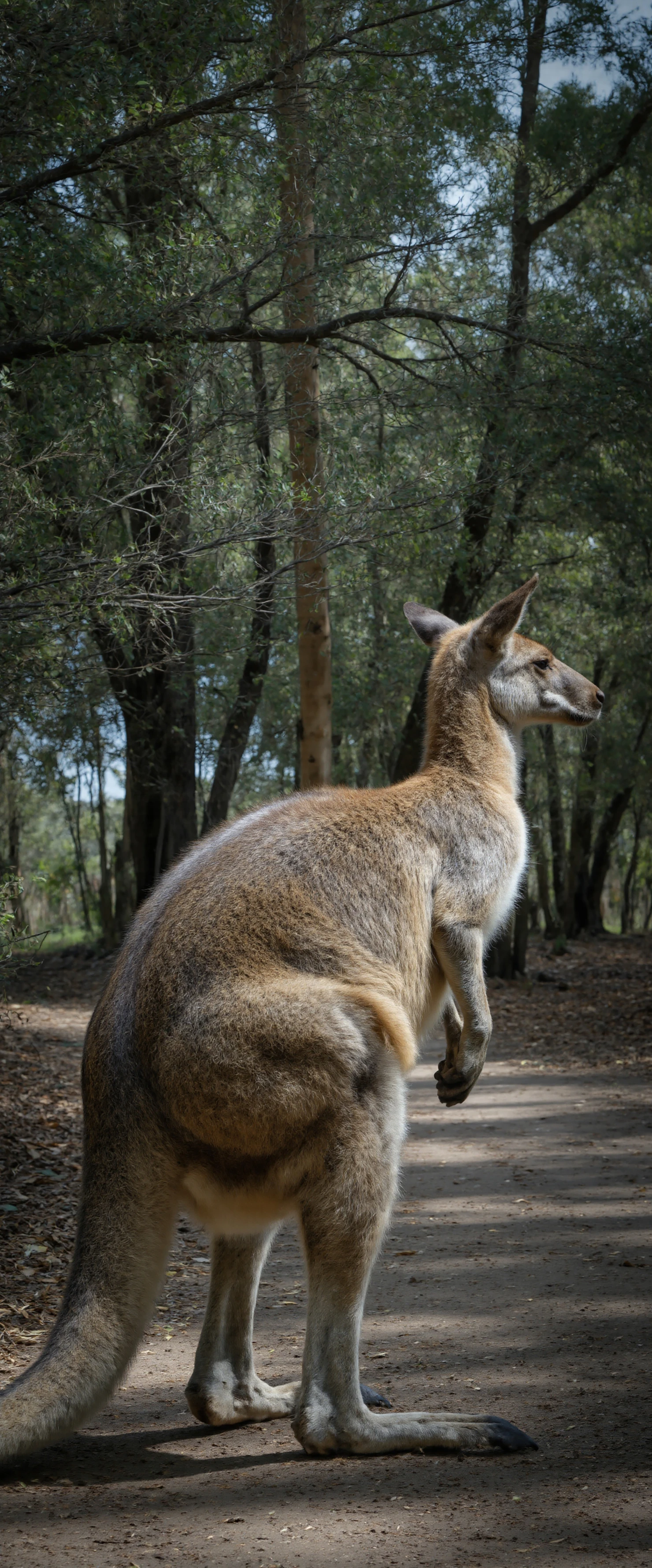 Wallaby Standing on a Forest Path in Australia #40654