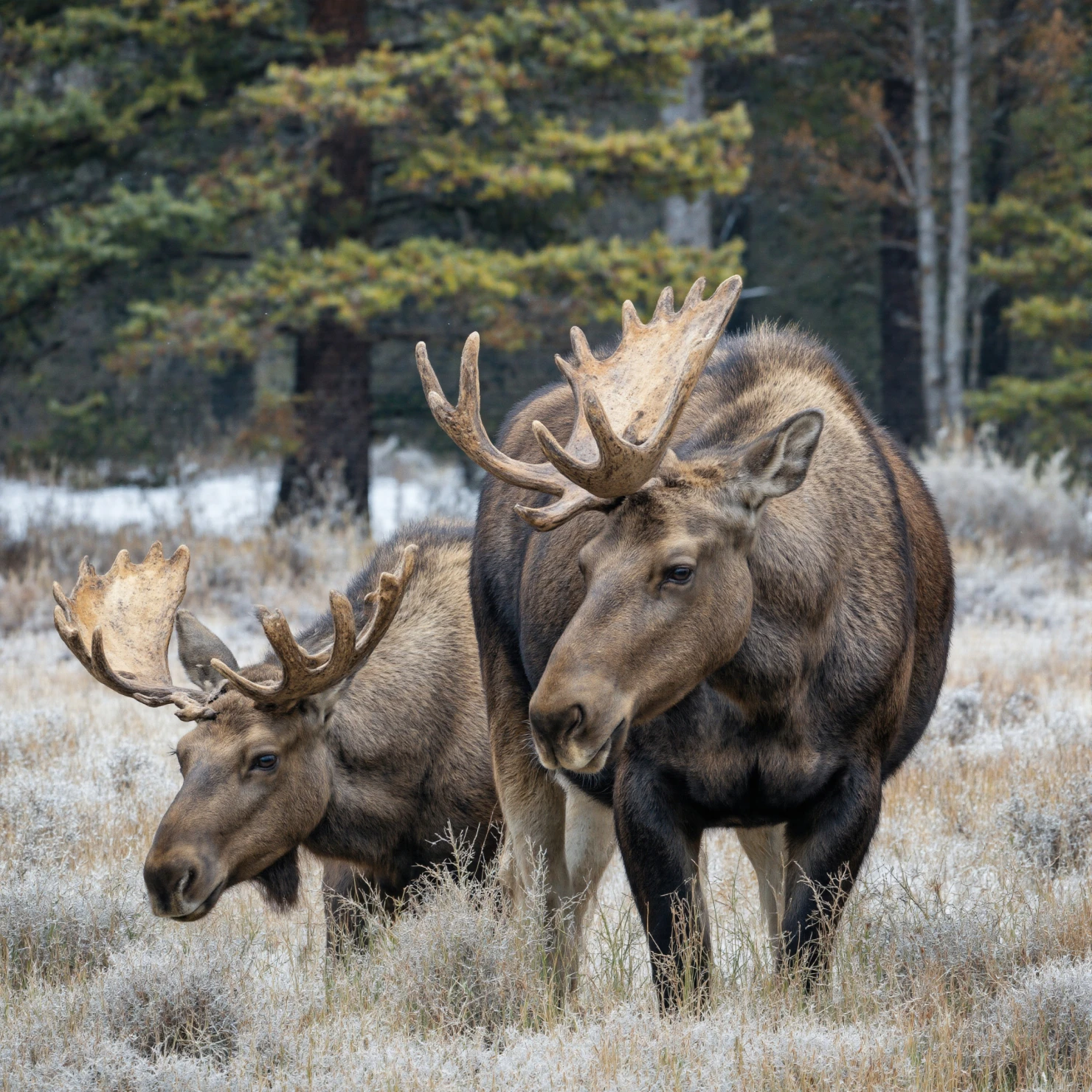 Two Majestic Moose in a Frosty Winter Landscape #40657