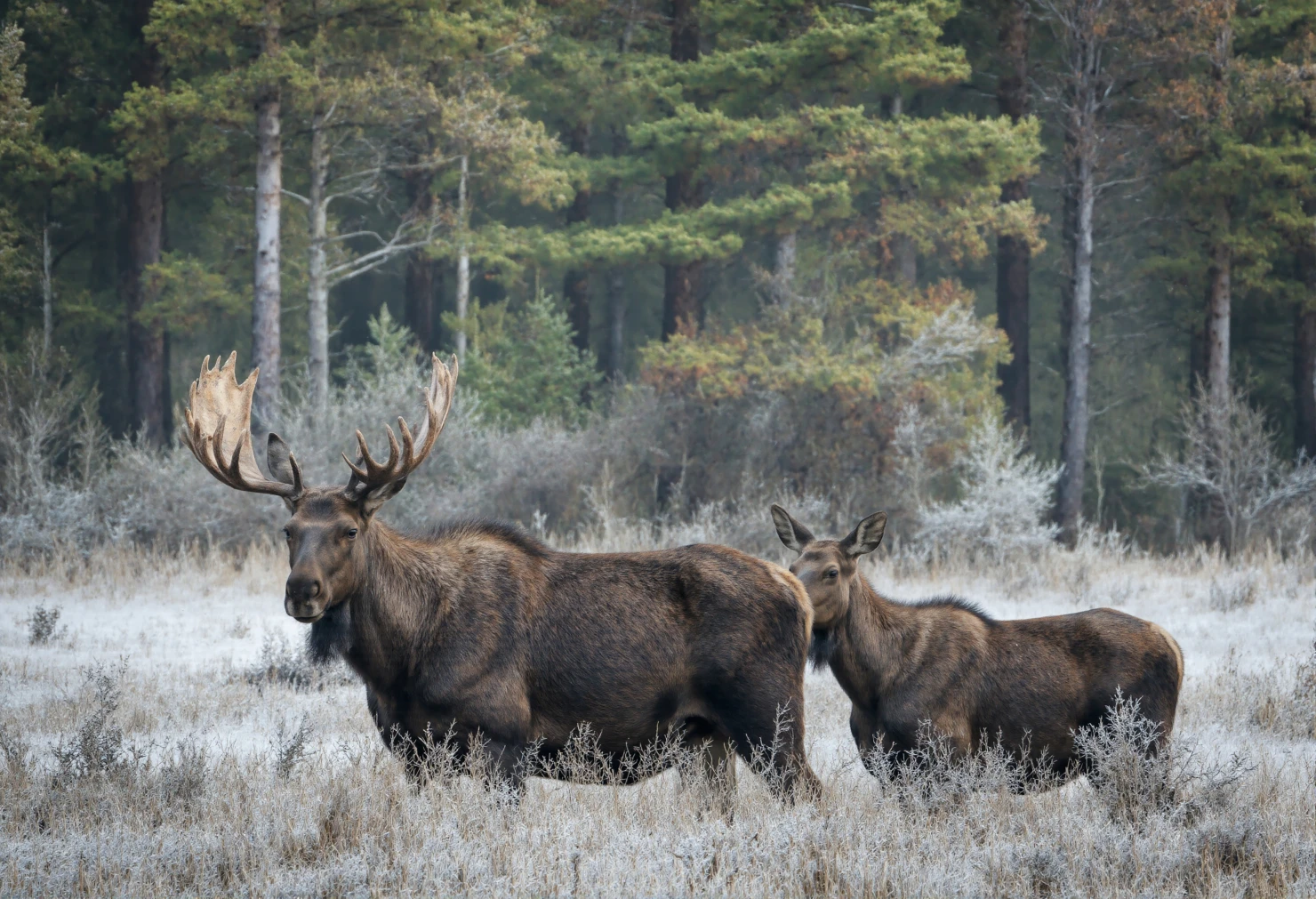 Majestic Moose and Calf in a Frosty Winter Forest #40658