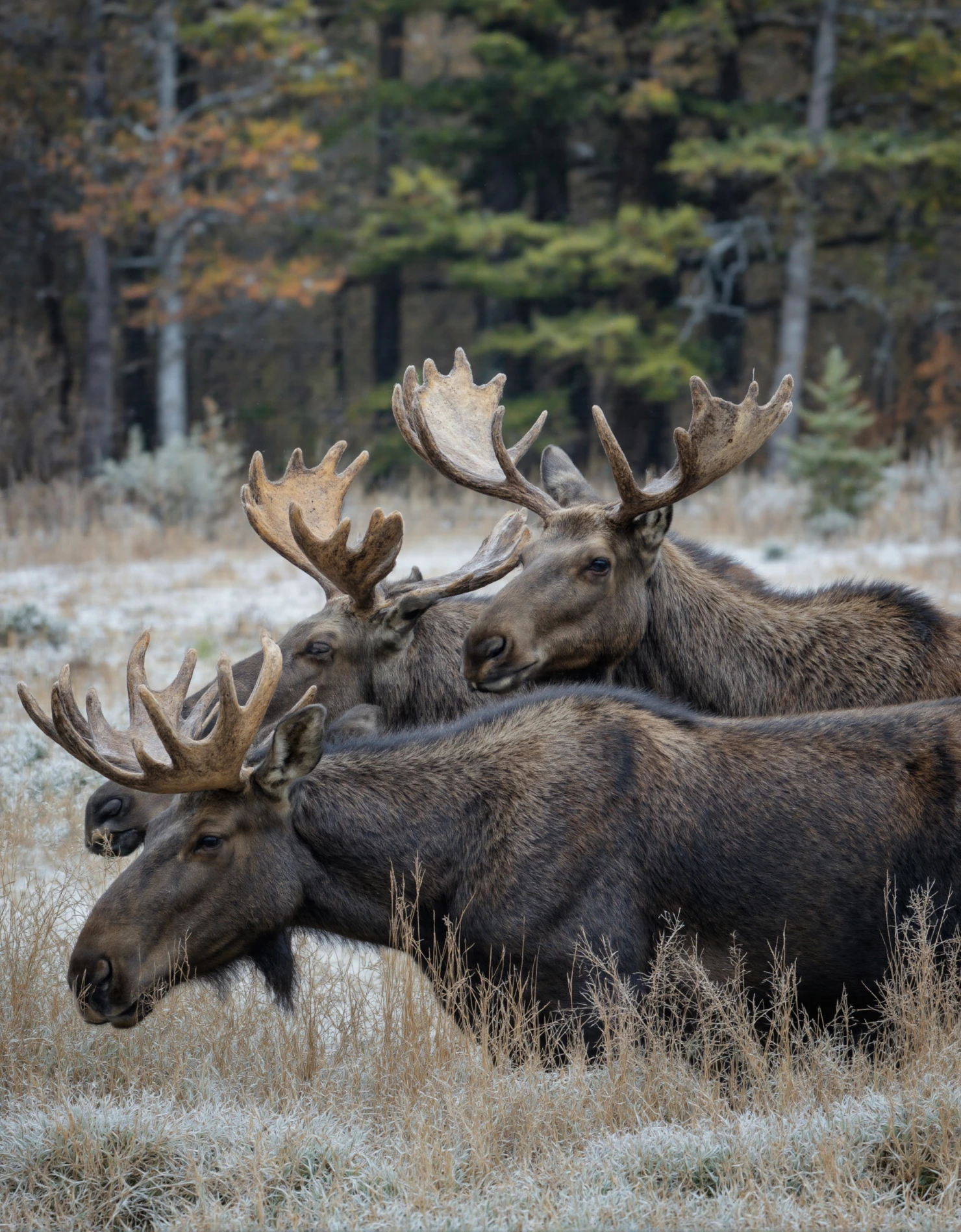 Three Majestic Moose with Antlers in a Frosty Woodland #40659