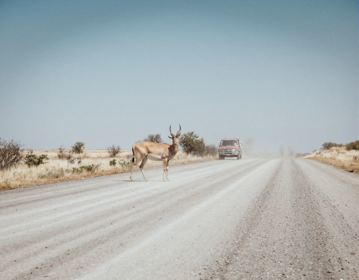 Wild Antelope Encounter on a Remote Dusty African Road #40662
