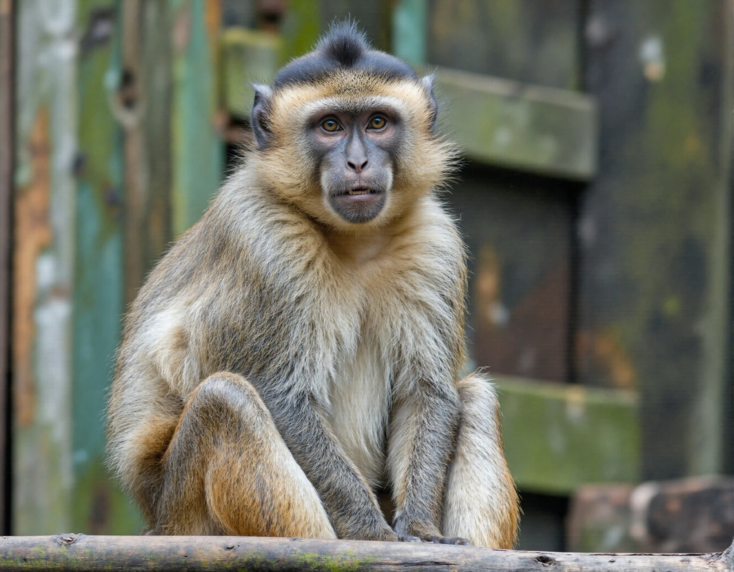 Curious Monkey Portrait in a Natural Setting #40666
