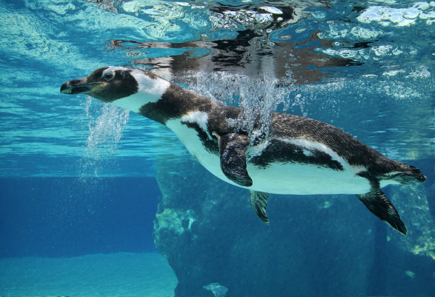 Penguin Swimming Gracefully Underwater with Bubbles #40667
