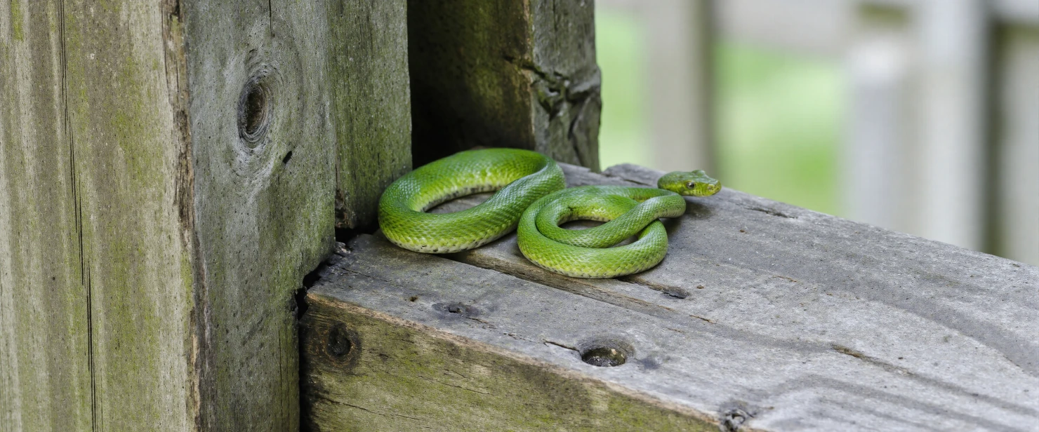 Vibrant Green Snake Coiled on a Rustic Wooden Railing #40668