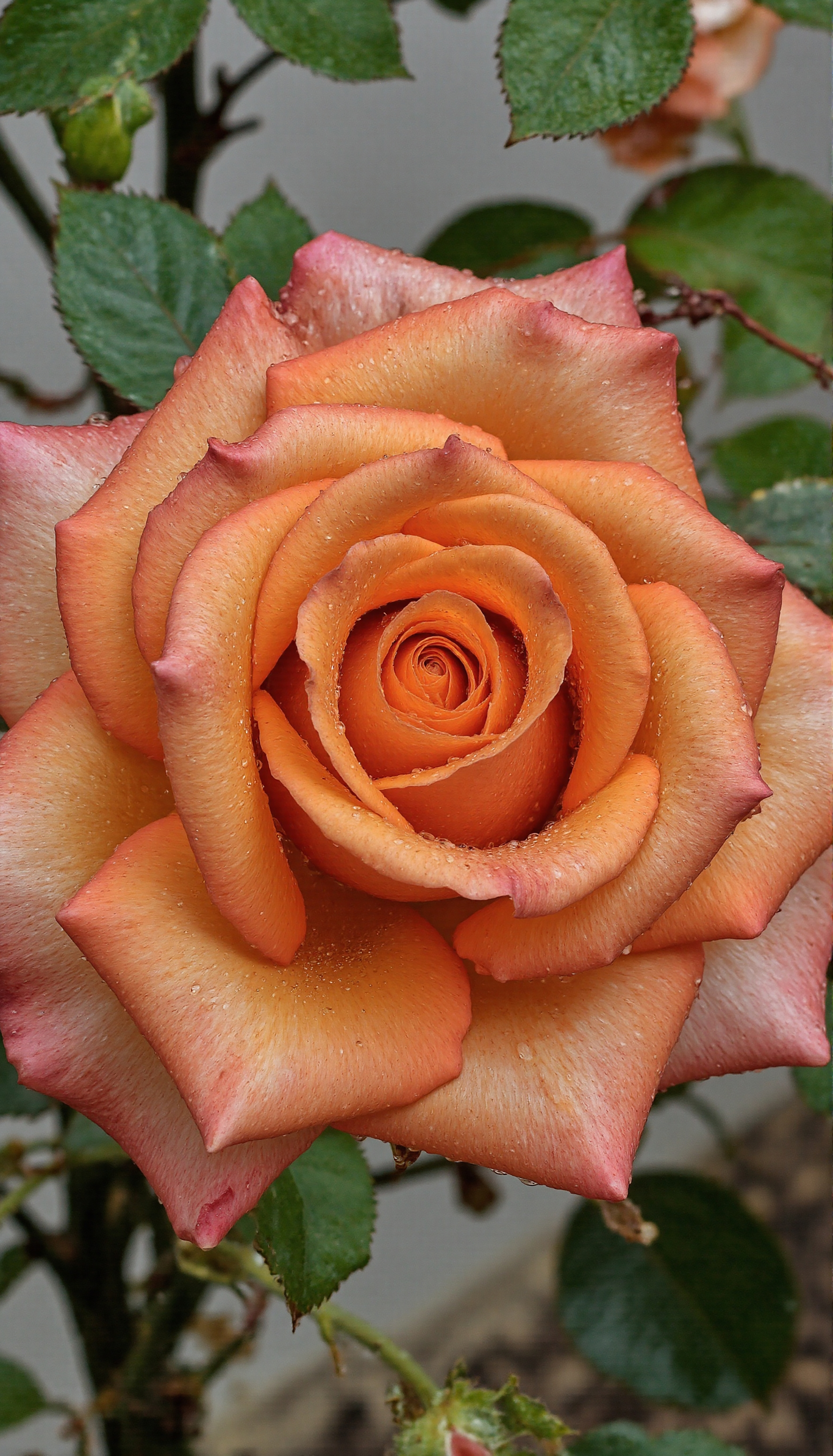 Vibrant Orange Rose with Delicate Dew Drops #40722