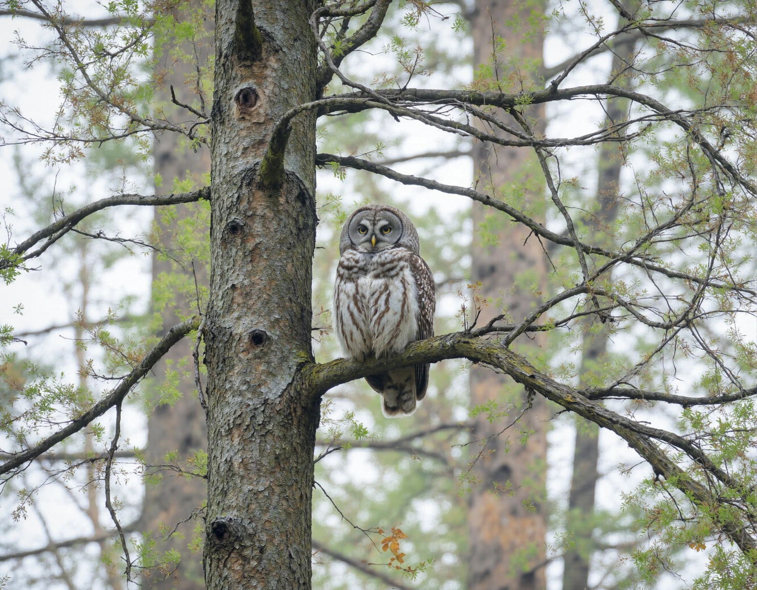 Barred Owl Perched on a Pine Tree Branch in a Forest #40675