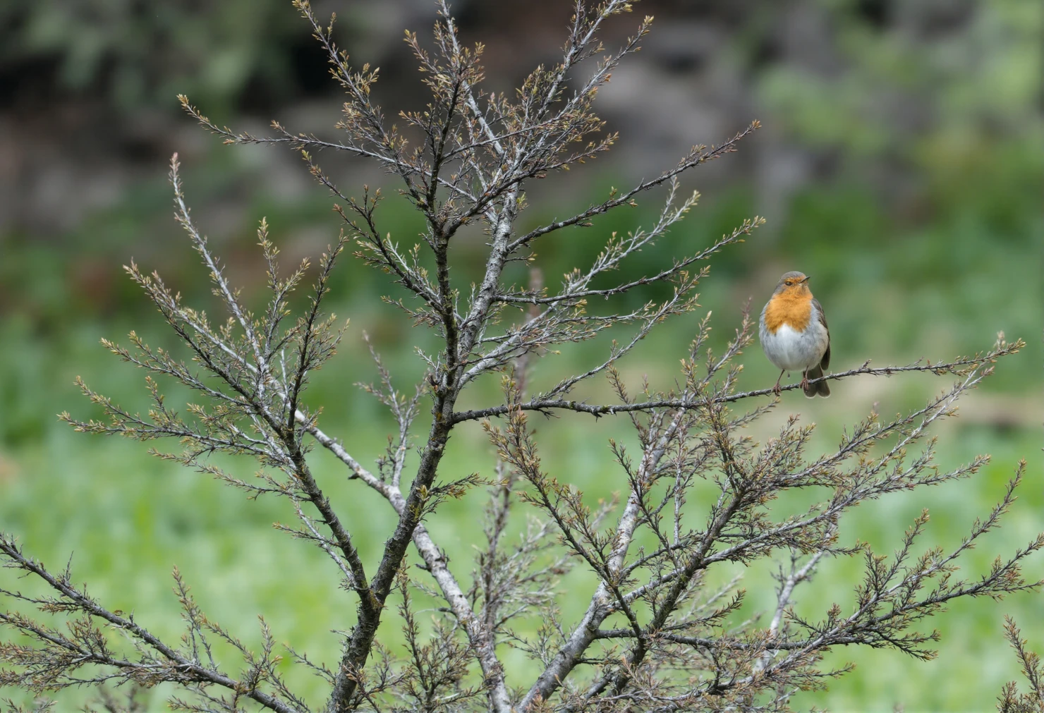 European Robin Perched on Bare Branches #40676