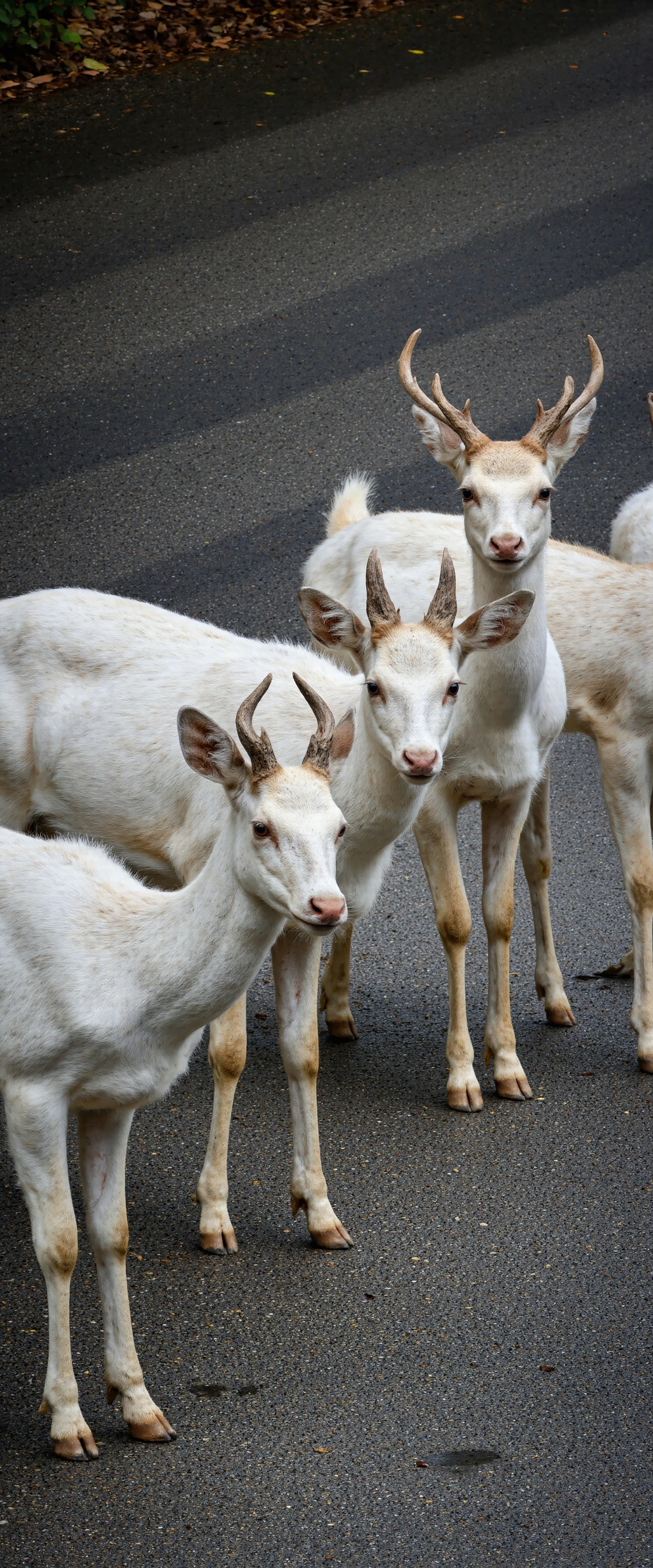 A Group of White Deer with Antlers Standing on an Asphalt Road #40679