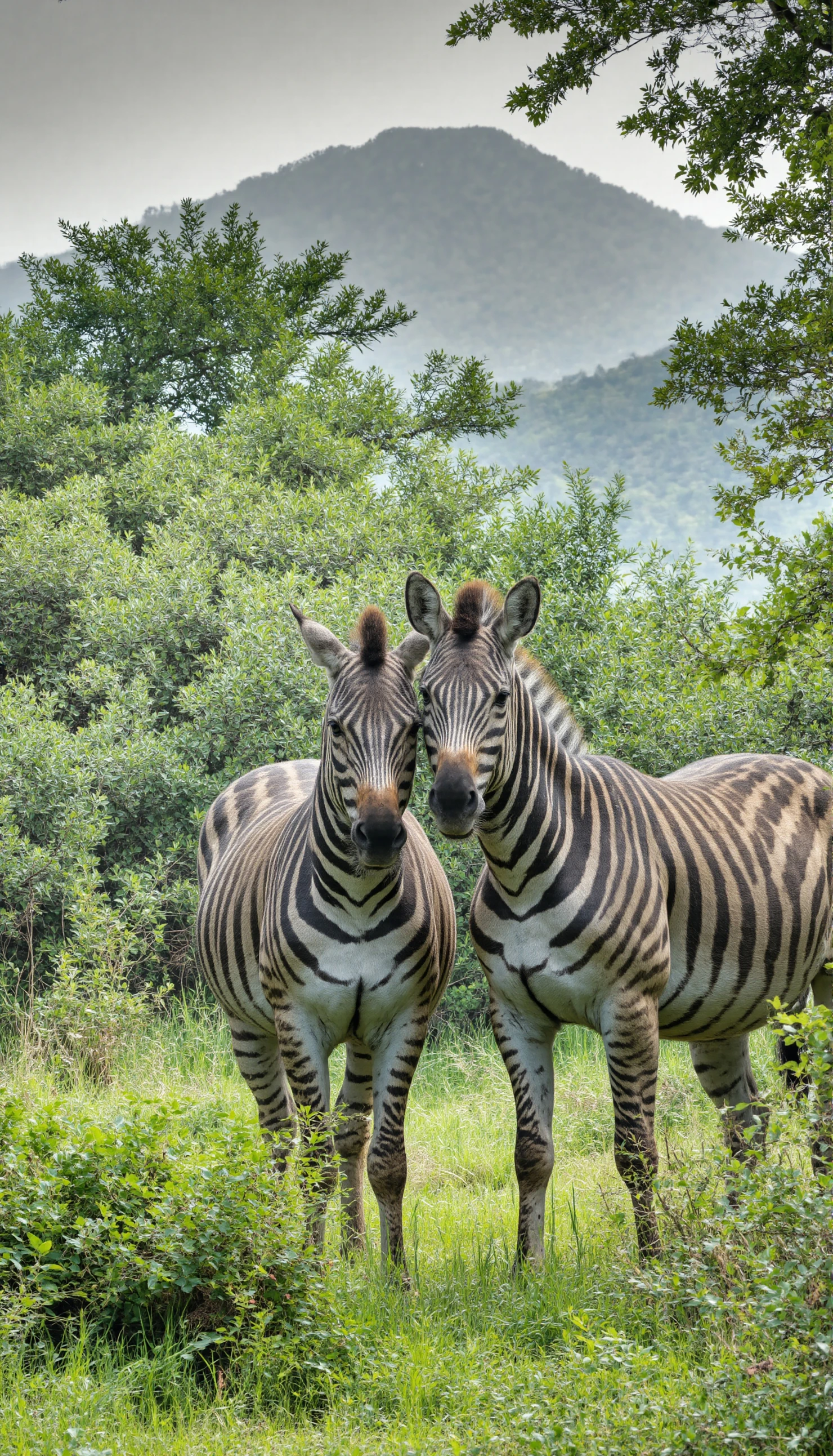 Two Zebras Standing in a Lush Green Landscape #40683
