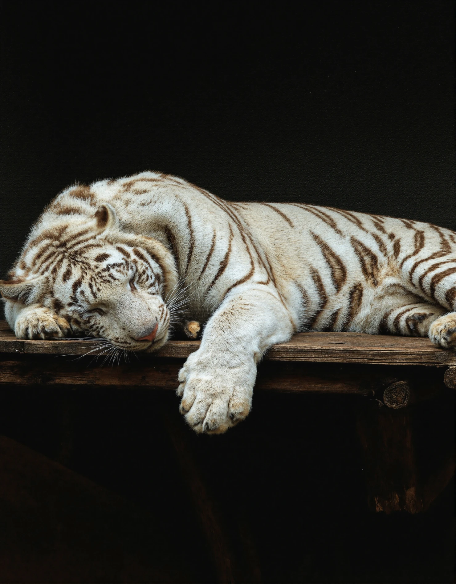 Peaceful Slumber of a White Tiger in black background #40685