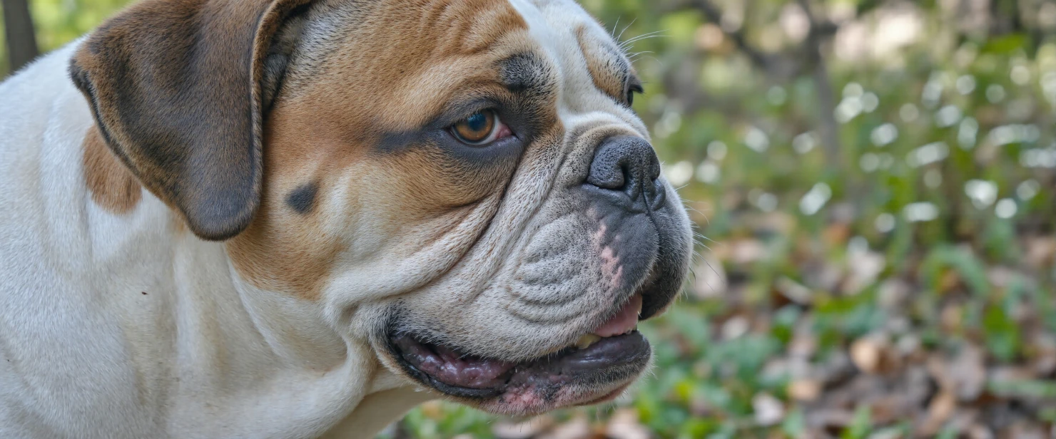 Portrait of an American Bulldog Outdoors #40686