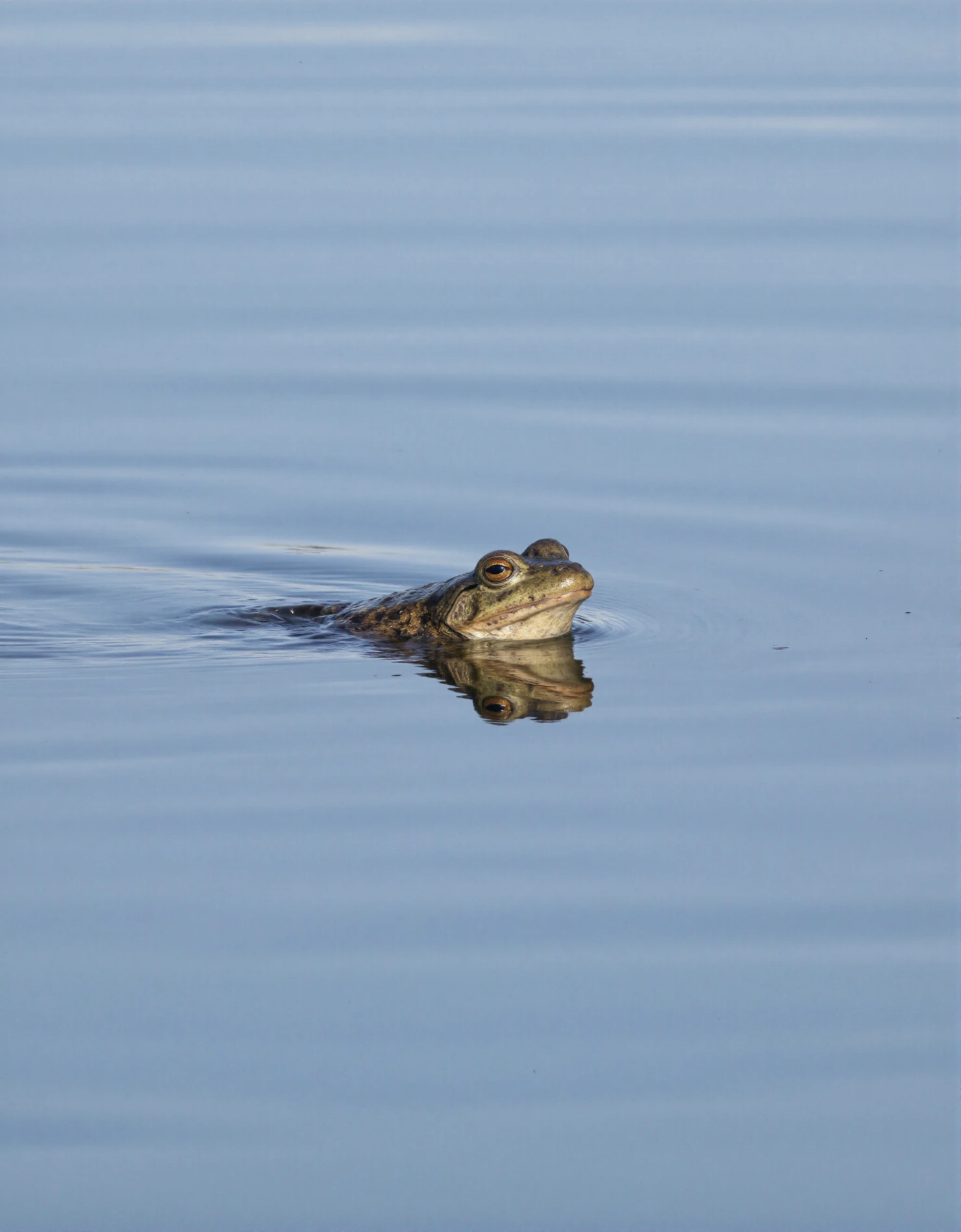 Green Frog Gliding on Water Surface #40687