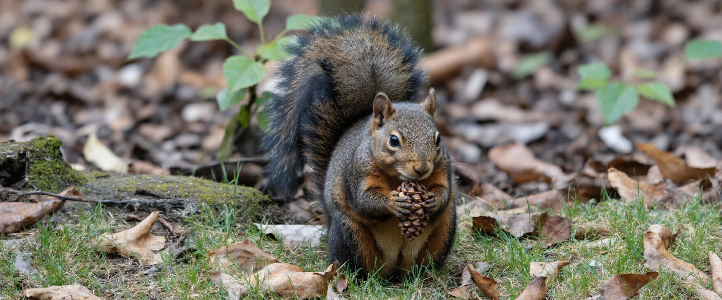 Squirrel Eating a Nut in a Natural Woodland Setting #40690