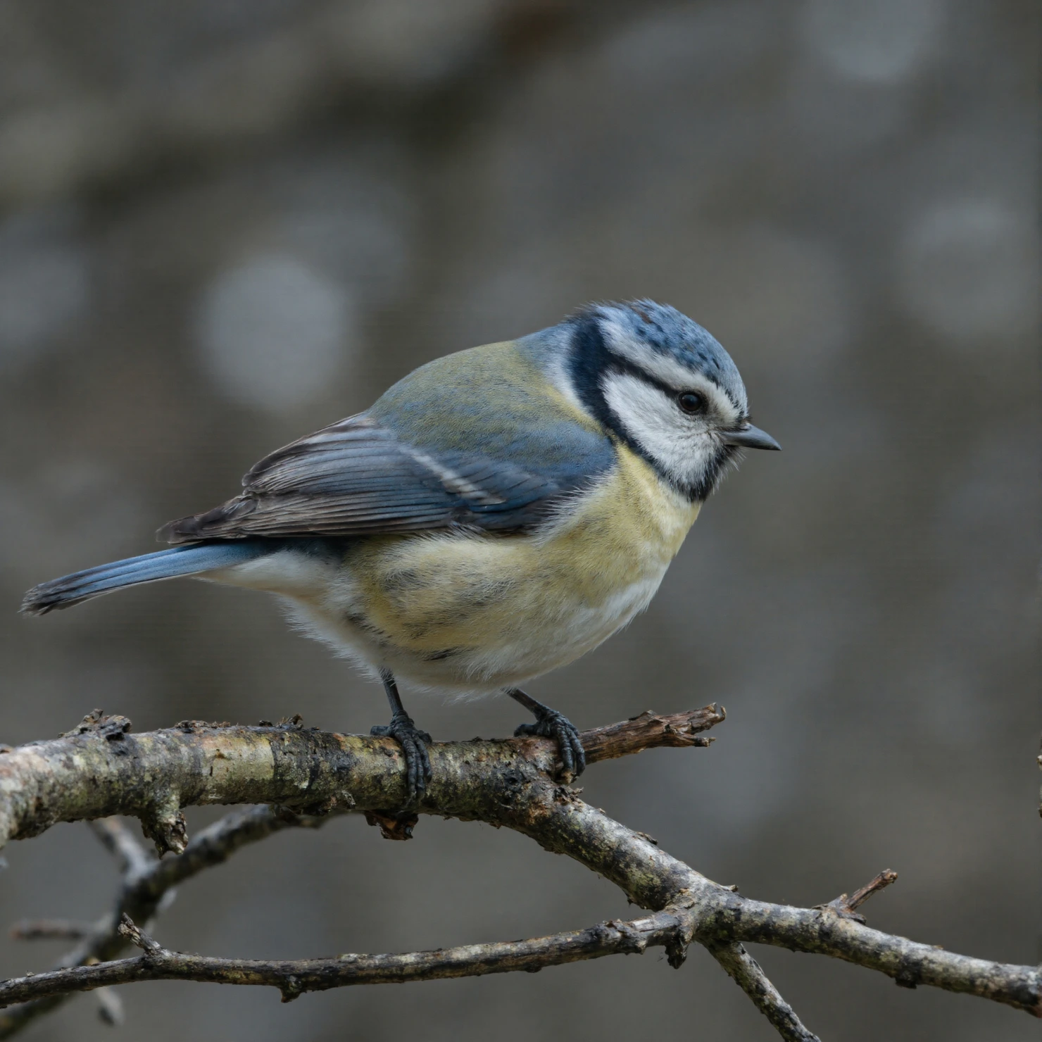 A Vibrant Blue Tit Perched on a Winter Branch #40692