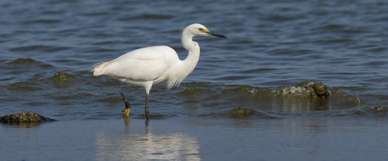 White Egret Standing in Shallow Water #40693