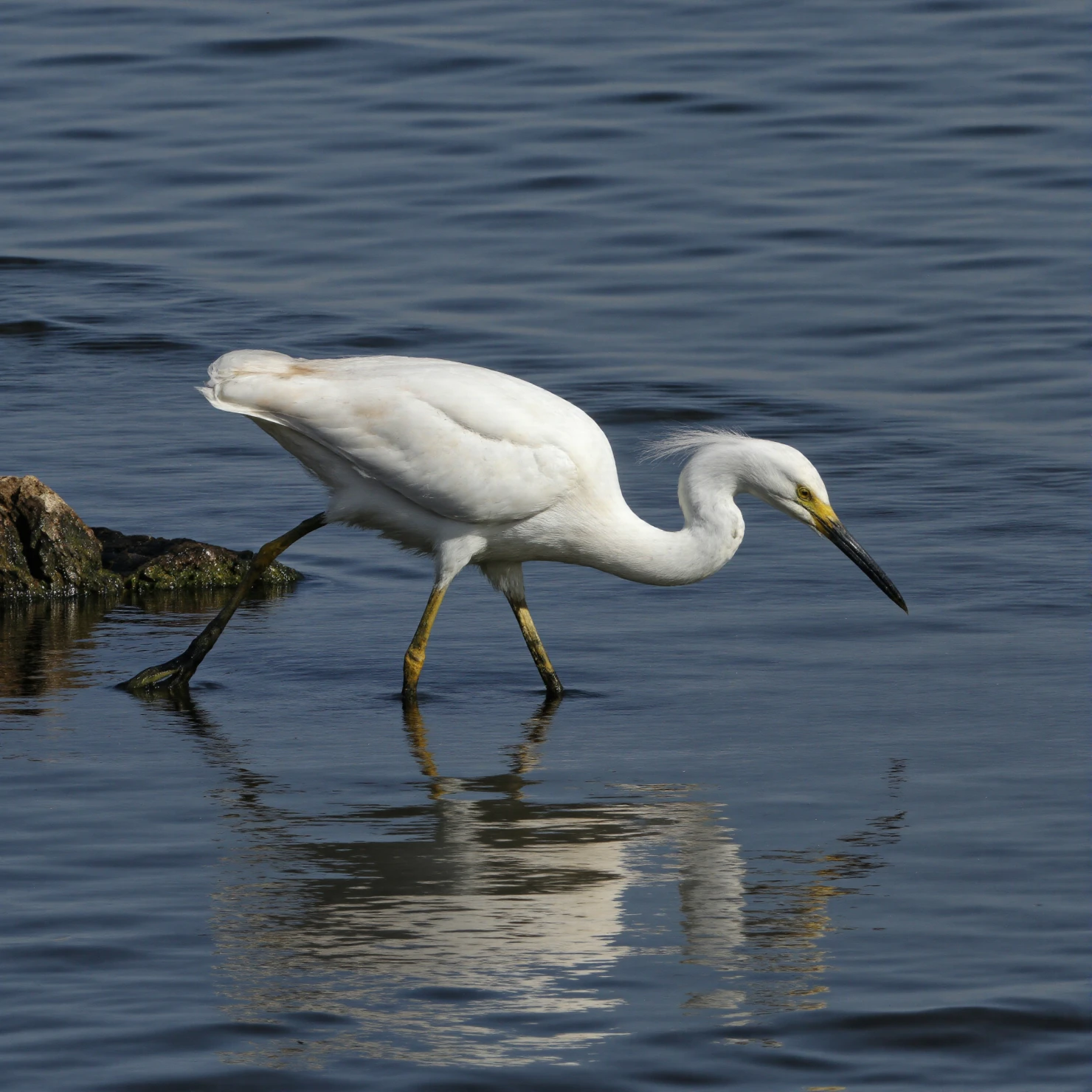 Snowy Egret Foraging in Calm Water #40694