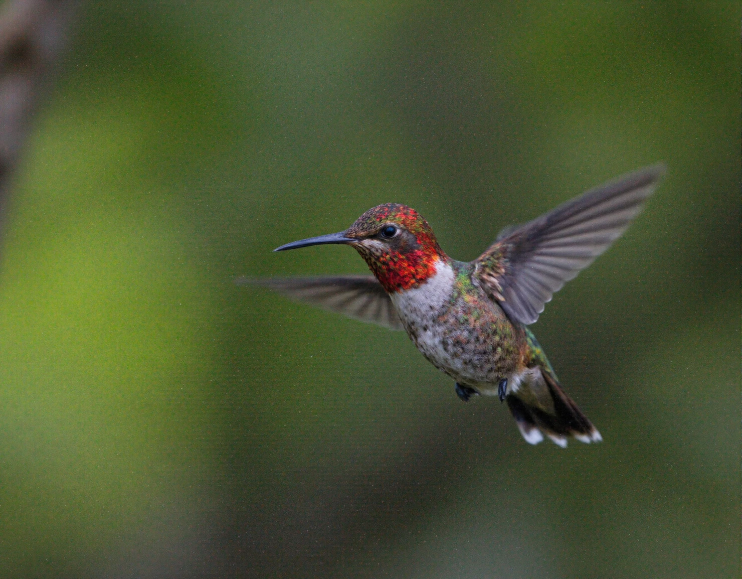 Vibrant Ruby-throated Hummingbird Hovering in Green Nature #40695