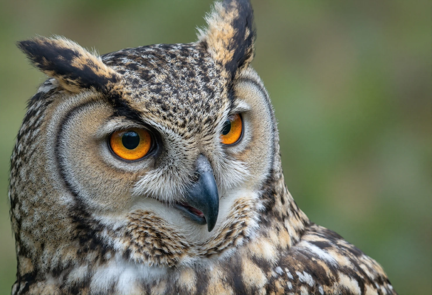 Majestic Eagle Owl with Piercing Orange Eyes #40698