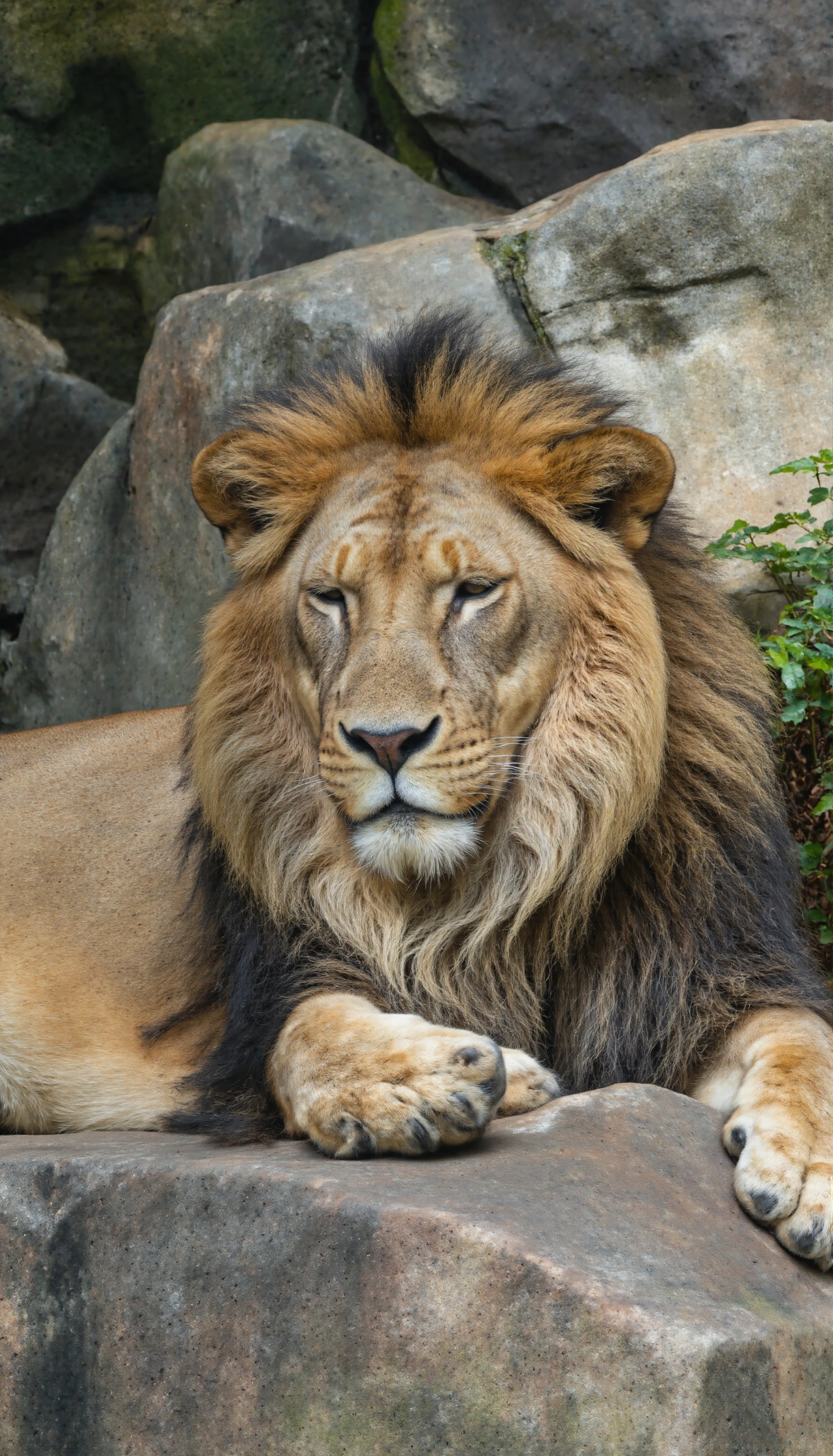 Majestic Male Lion Resting on Rocks #40700