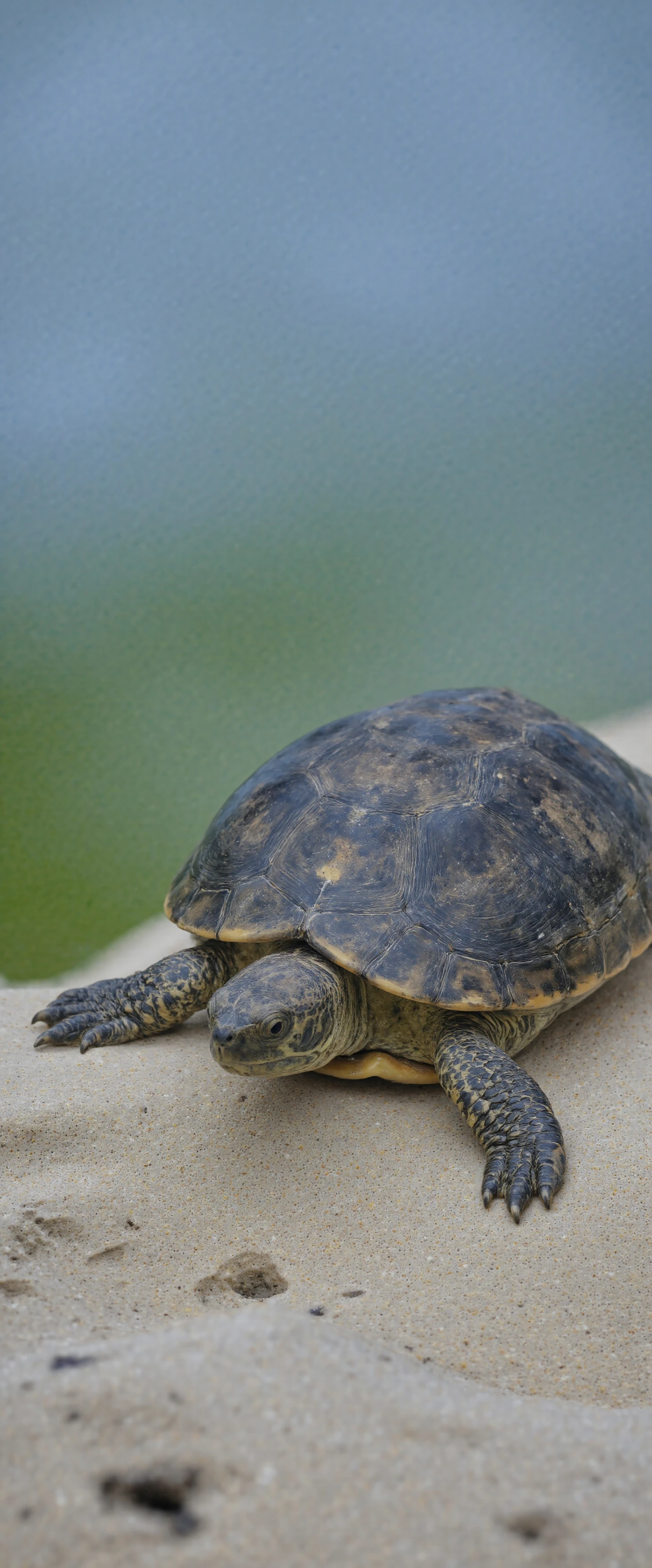 A close-up shot of a turtle resting on sandy ground with a blurred natural background #40702