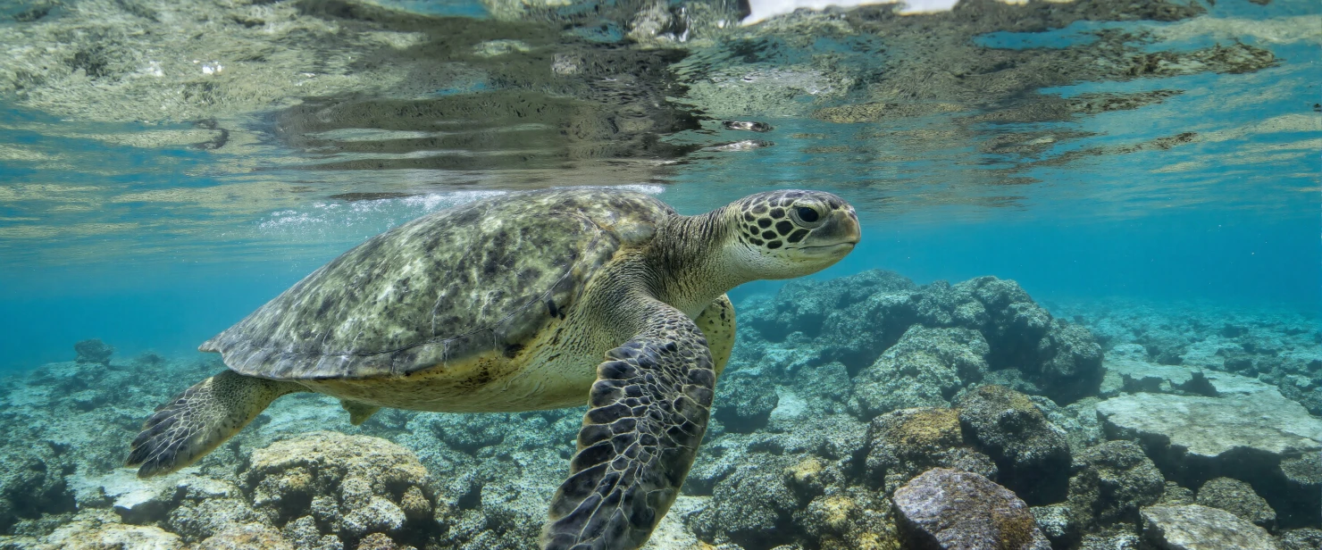 Majestic Sea Turtle Gliding Through Tropical Waters #40703