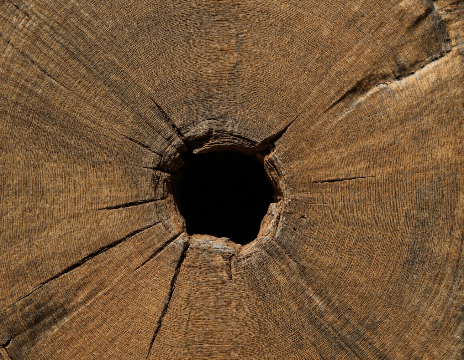 Detailed Cross-Section of a Tree Trunk with a Dark Central Hole and Radial Cracks #40705
