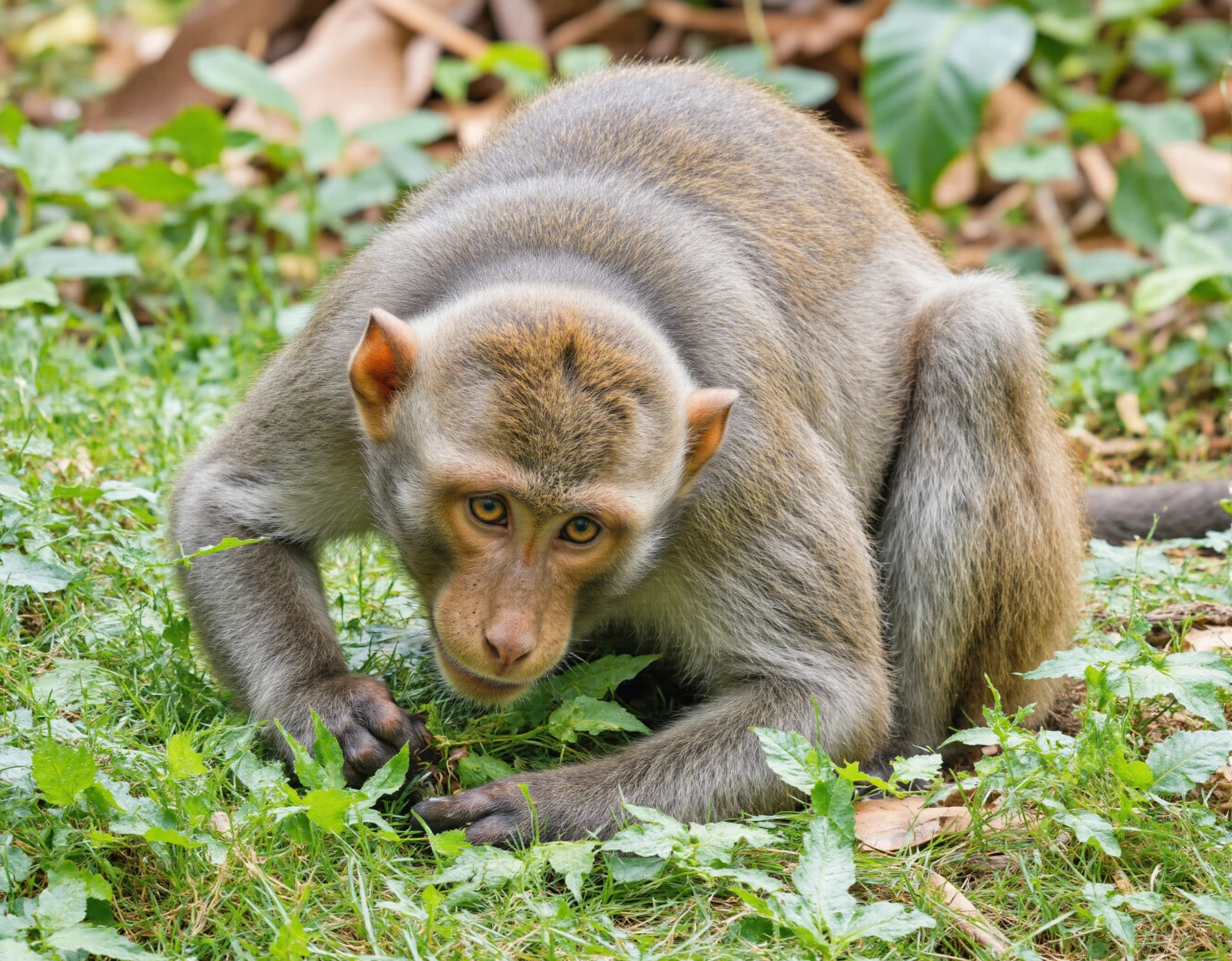 Curious macaque monkey looking directly at the camera in its natural habitat #40706