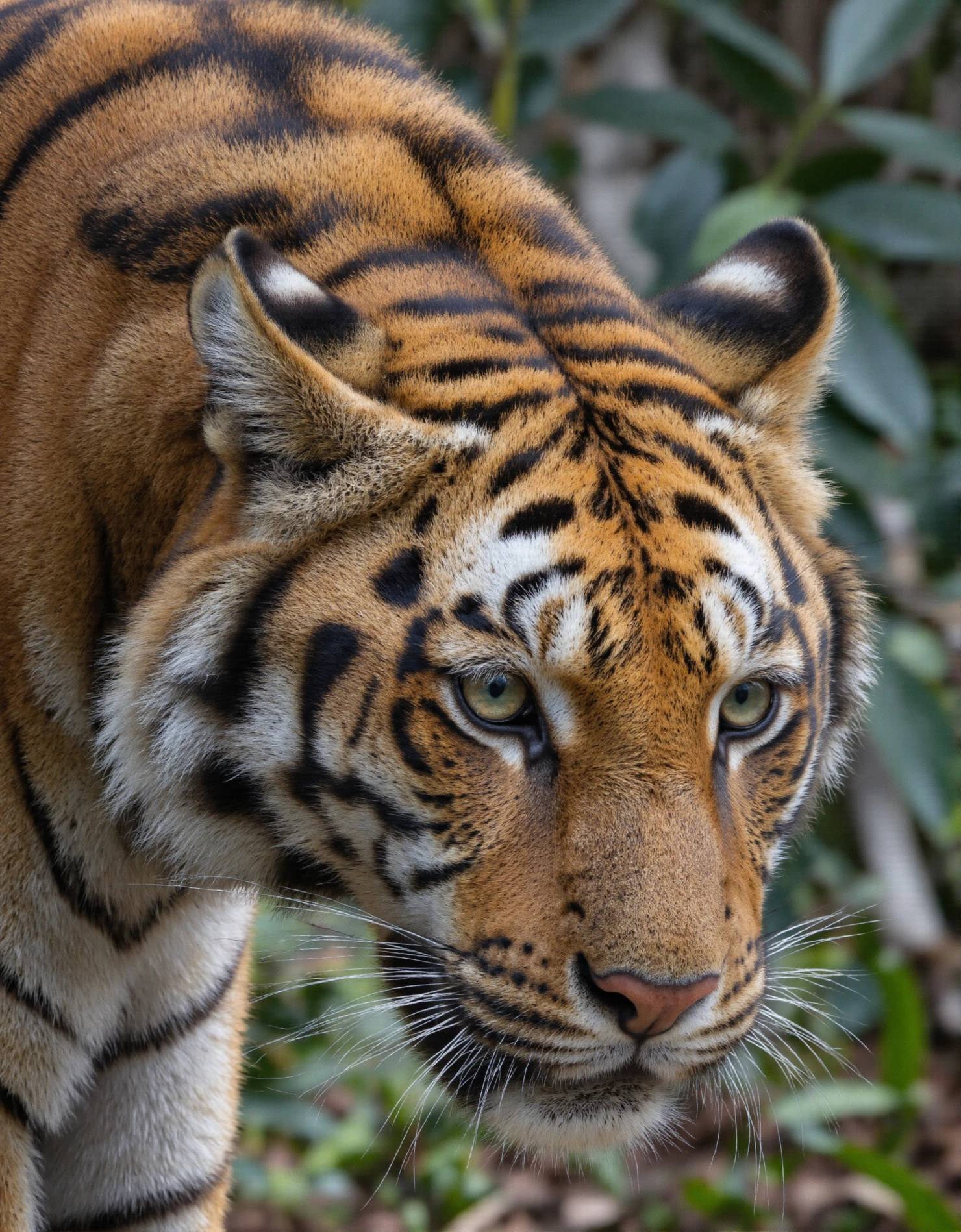 Intense Gaze of a Majestic Tiger #40707