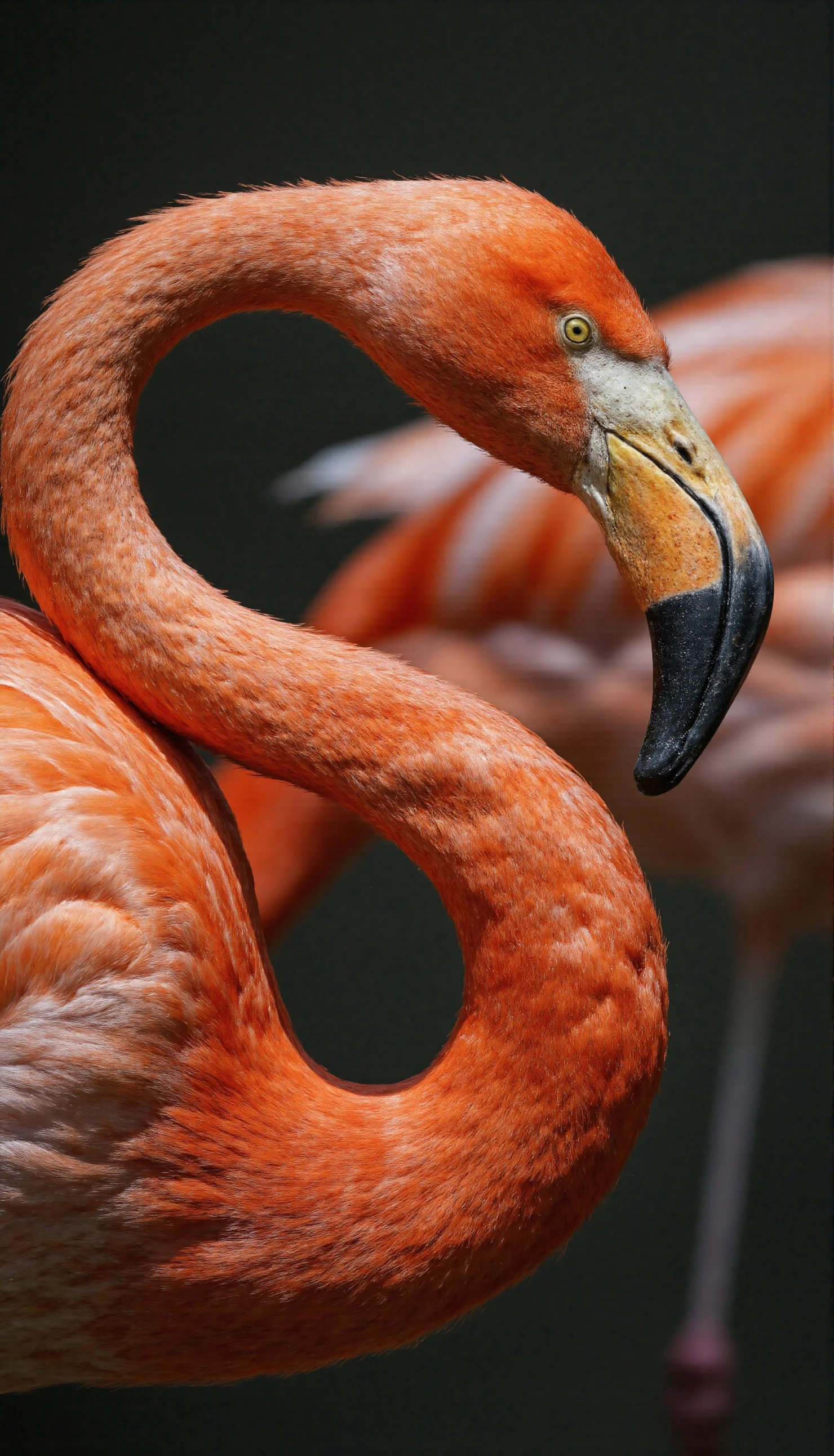 Vibrant Flamingo with Elegant S-Curve Neck #40708