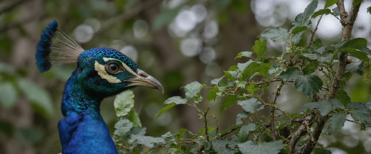 Vibrant Peacock Head Amidst Green Foliage #40712