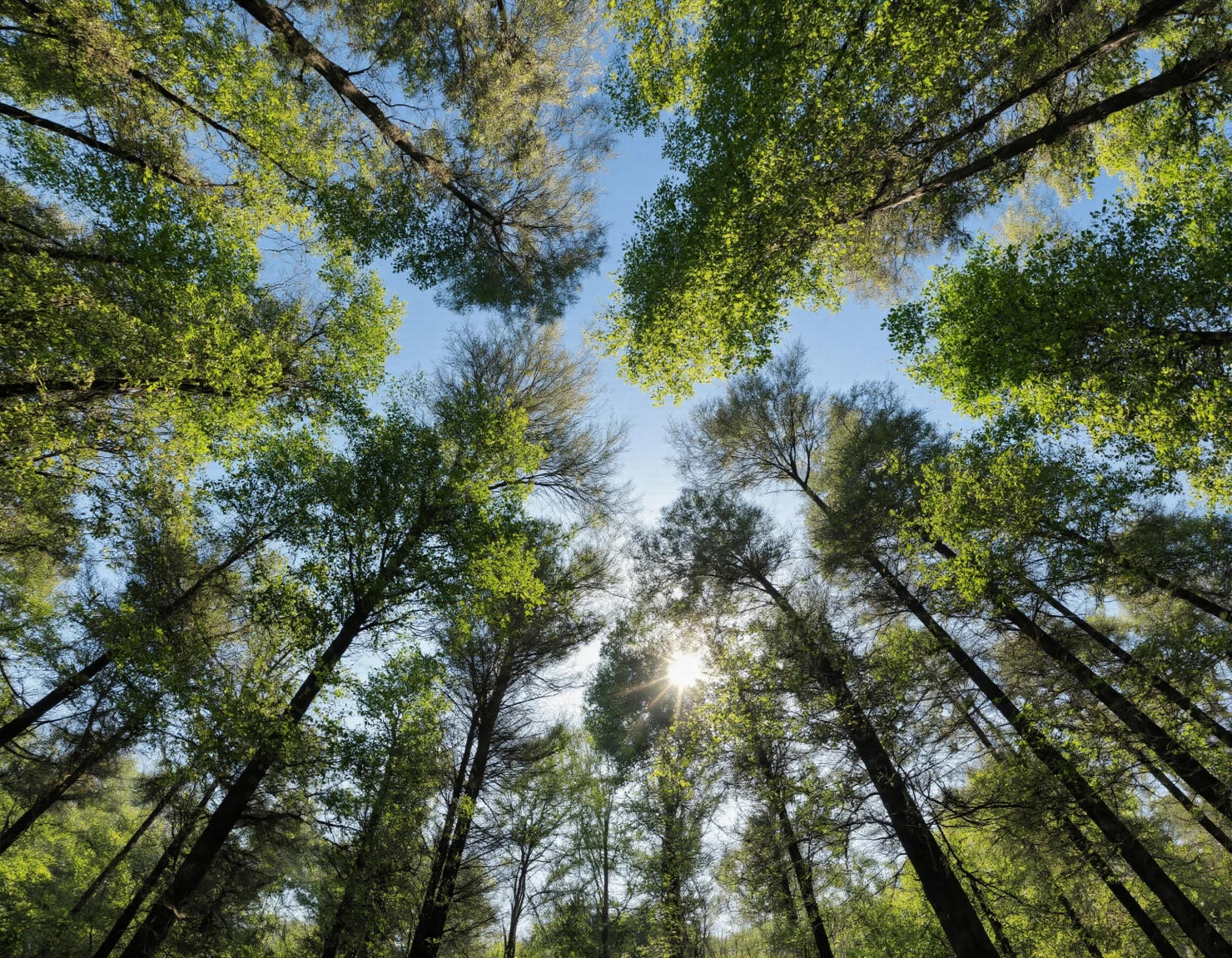 Sunlight Filtering Through a Lush Forest Canopy #40713