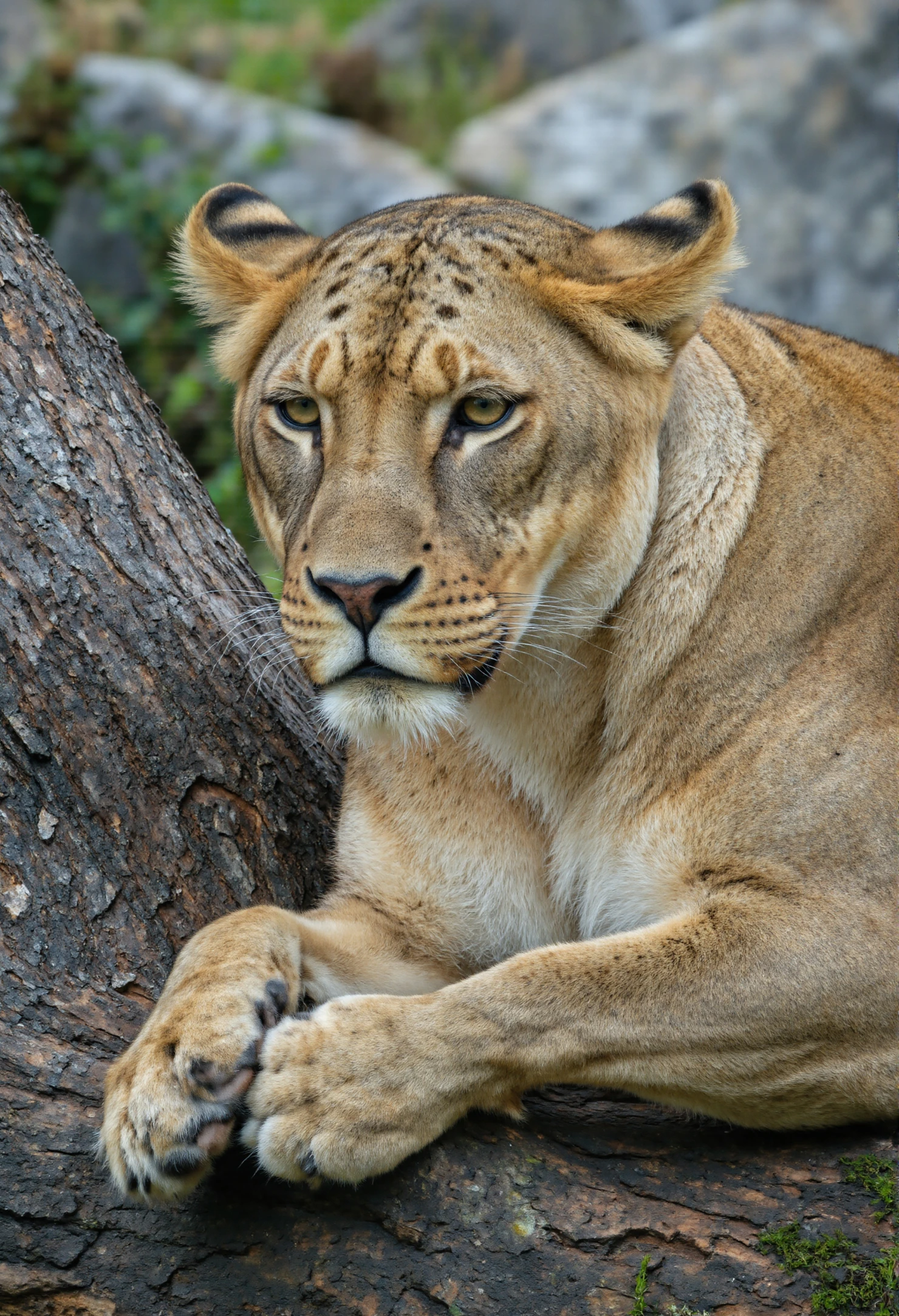 Majestic Lioness Resting on a Tree Trunk #40714