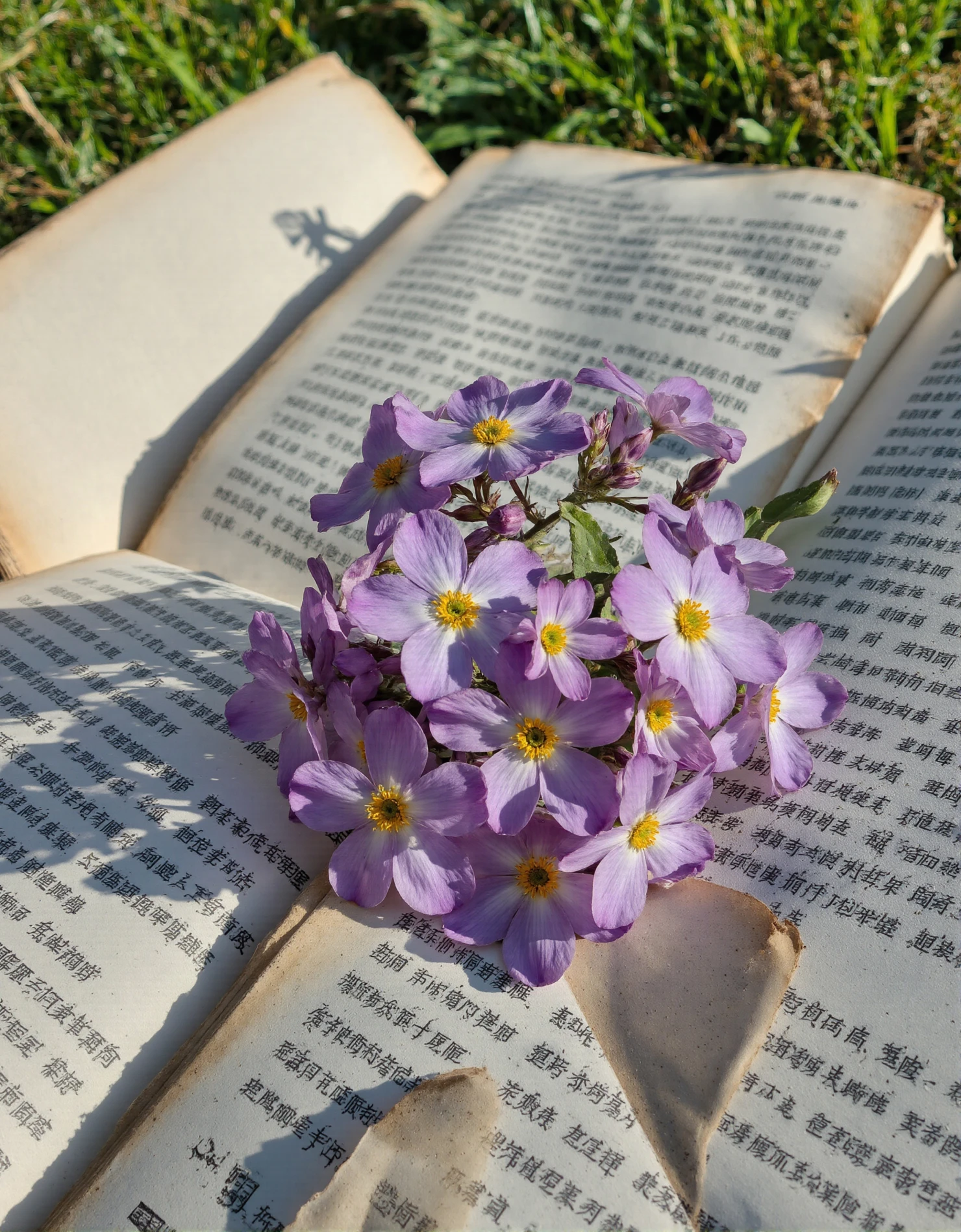 Quiet Moment Book and Flowers in Nature #40715