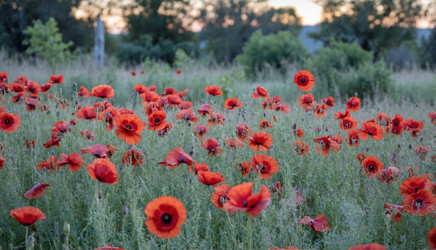 Vibrant Red Poppies Blooming in a Summer Meadow #40717