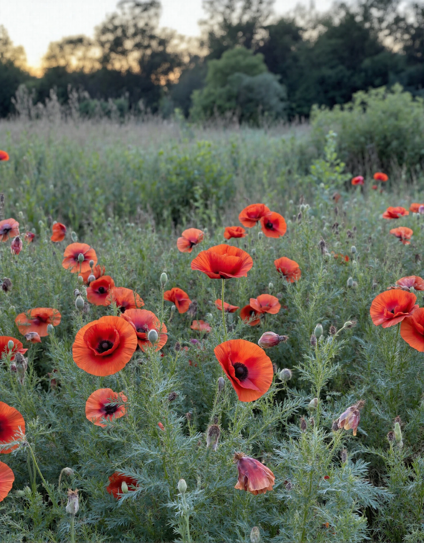 Vibrant Red Poppies Blooming in a Lush Green Field at Sunset #40718