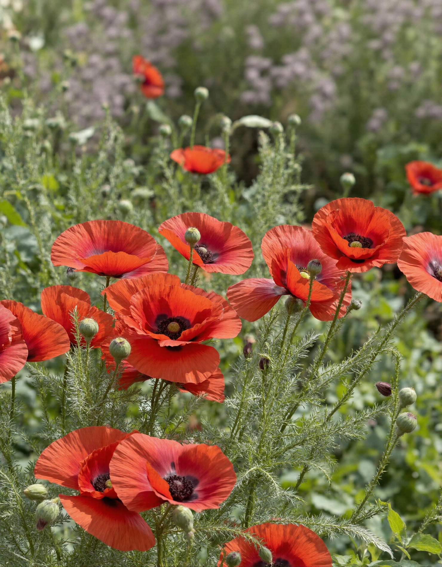 Vibrant Red Poppies in a Summer Field #40719