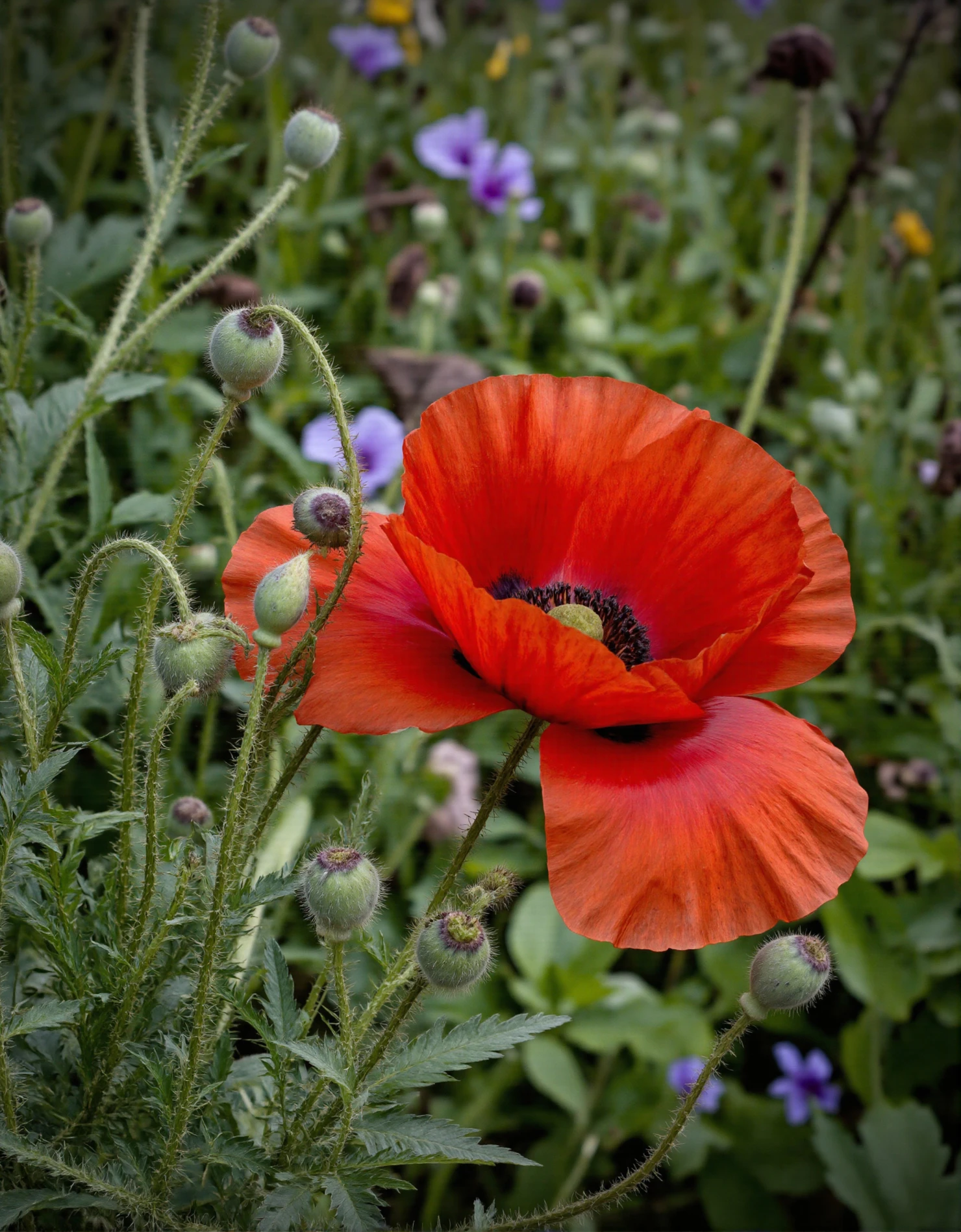 Vibrant Red Poppy in a Summer Garden #40720