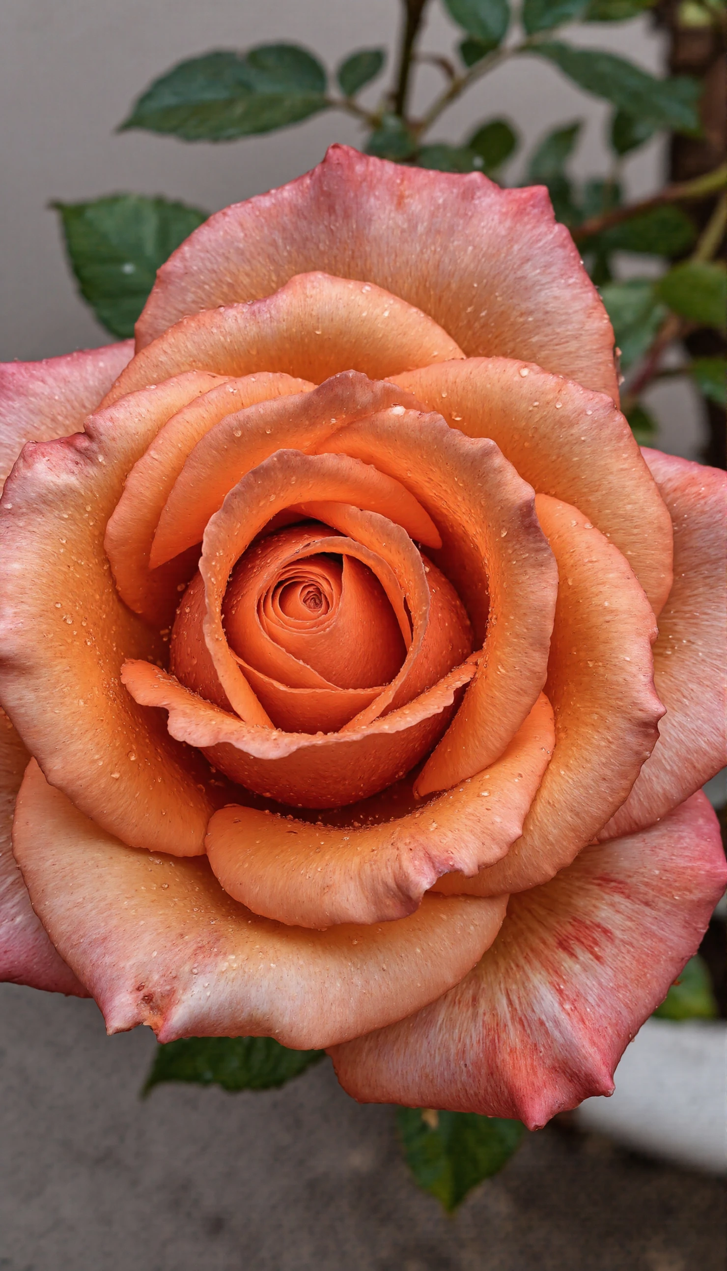 Vibrant Peach Rose Bloom with Glistening Dew Drops #40721