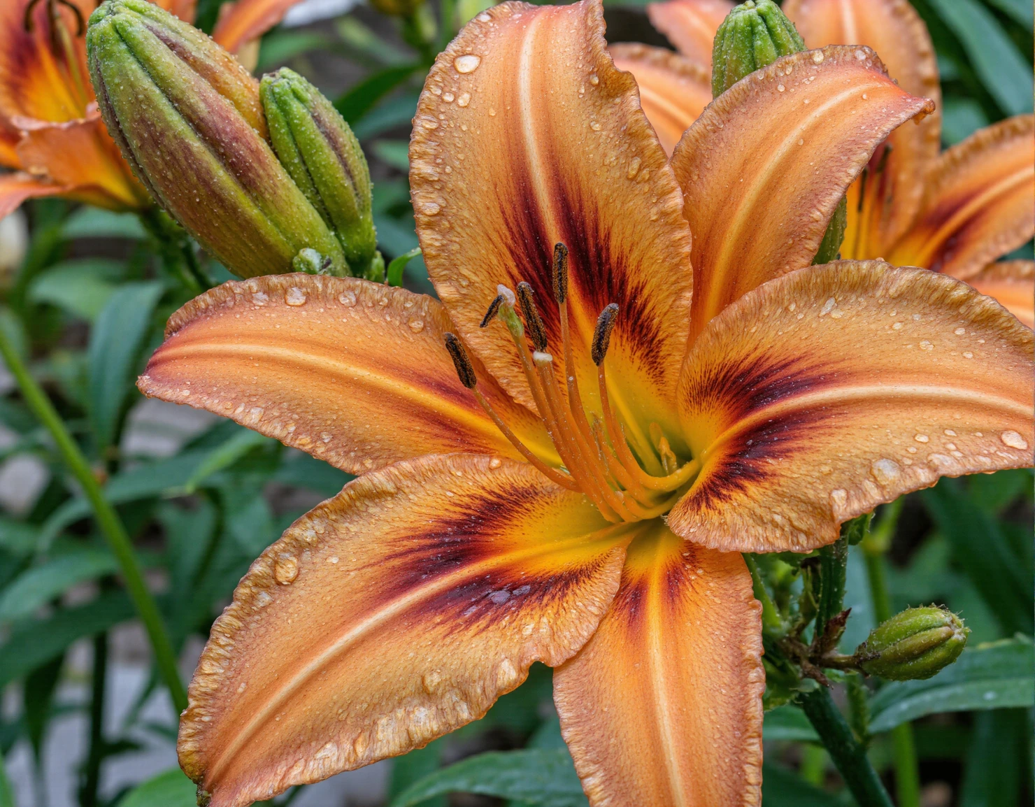 Vibrant Orange Daylily with Dew Drops #40726