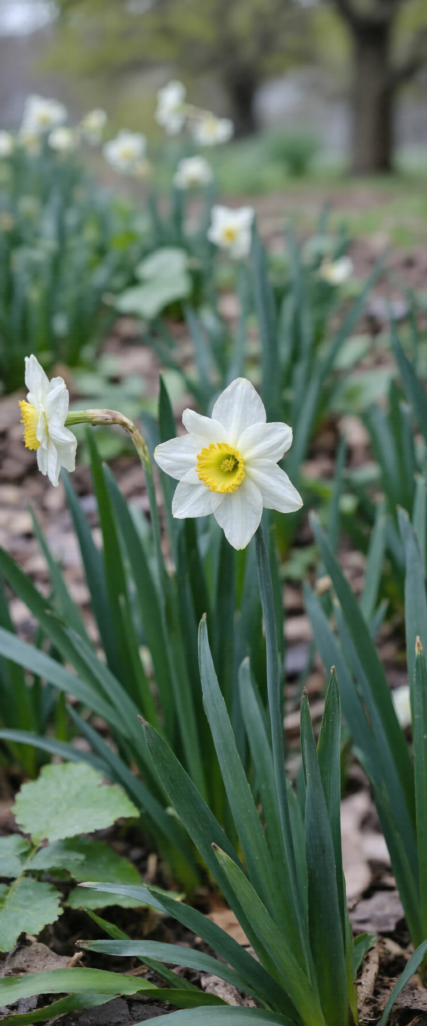 Close-up of White Daffodils Blooming in a Spring Garden #40727
