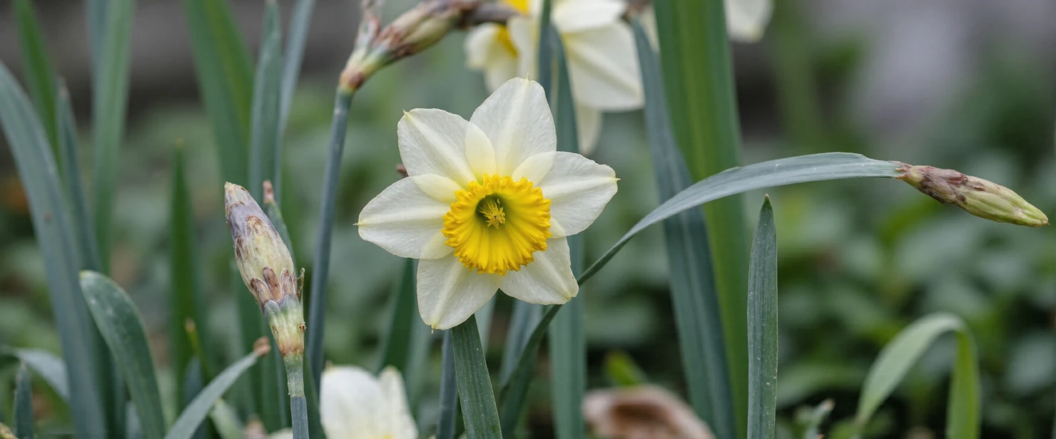 Close-up of a beautiful white and yellow daffodil in bloom #40728