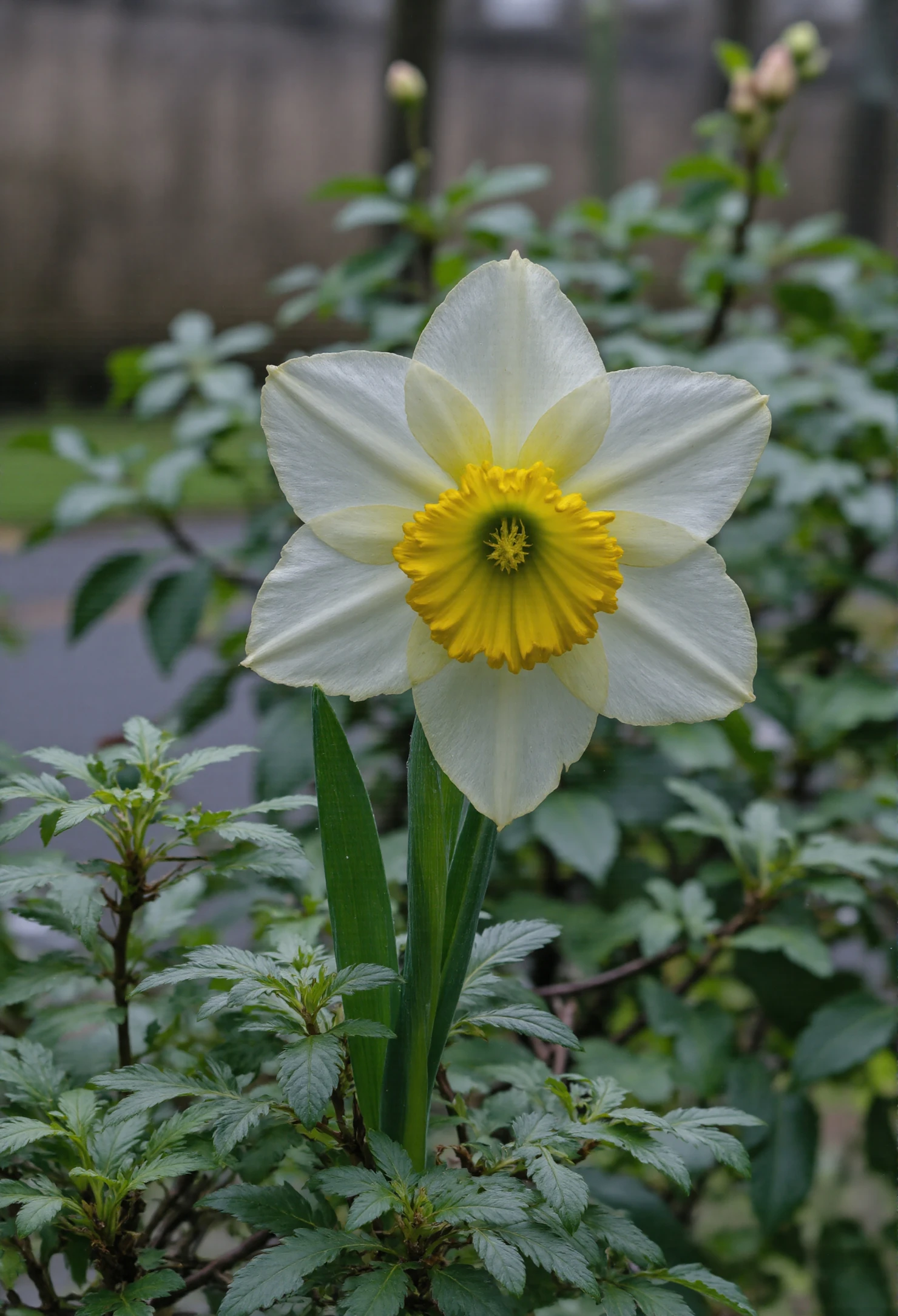 Vibrant White and Yellow Daffodil in Bloom #40729